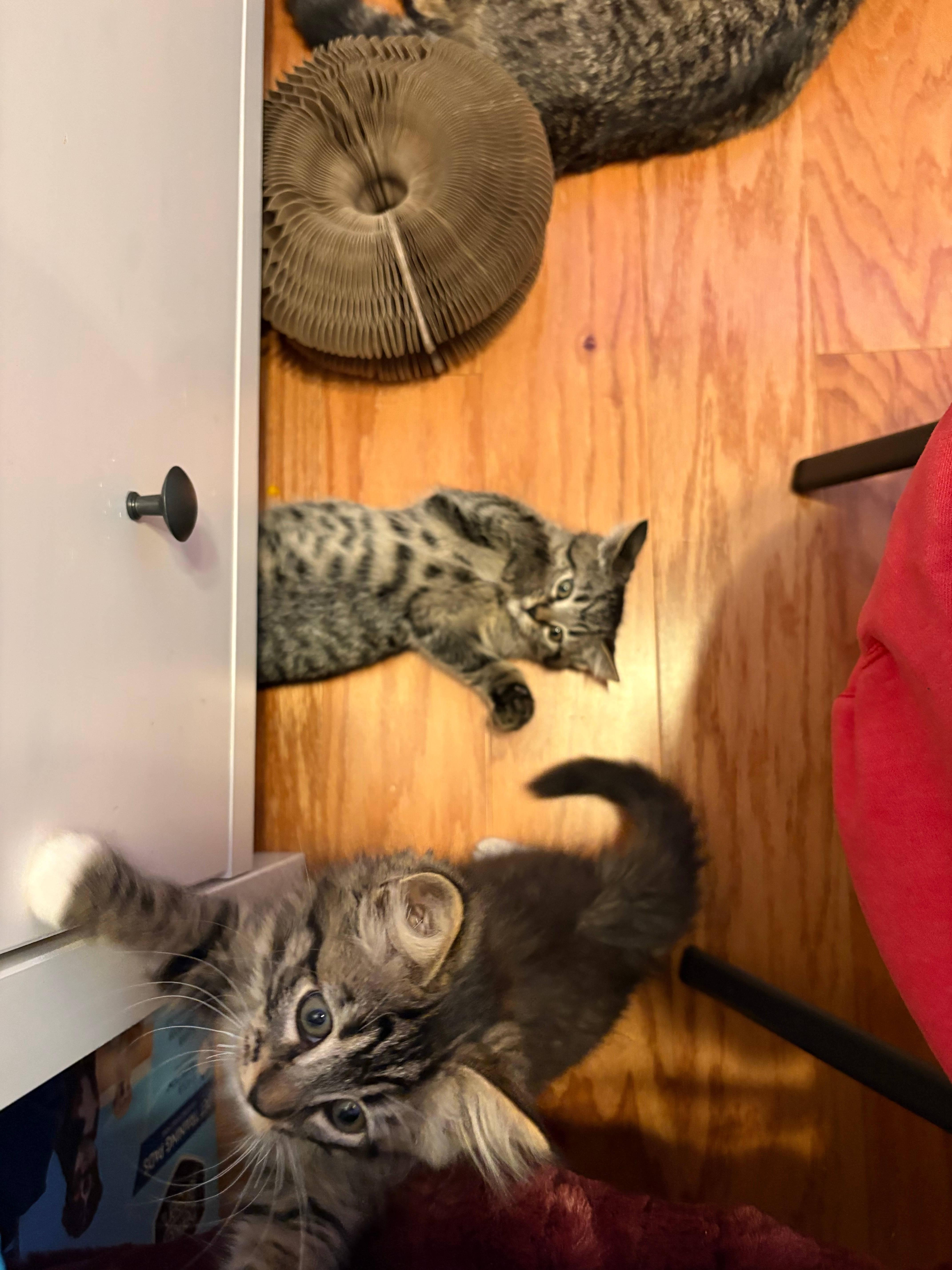 Lynxsky and Pepper, an adopted Domestic Medium Hair in Melrose, MA image 1/6