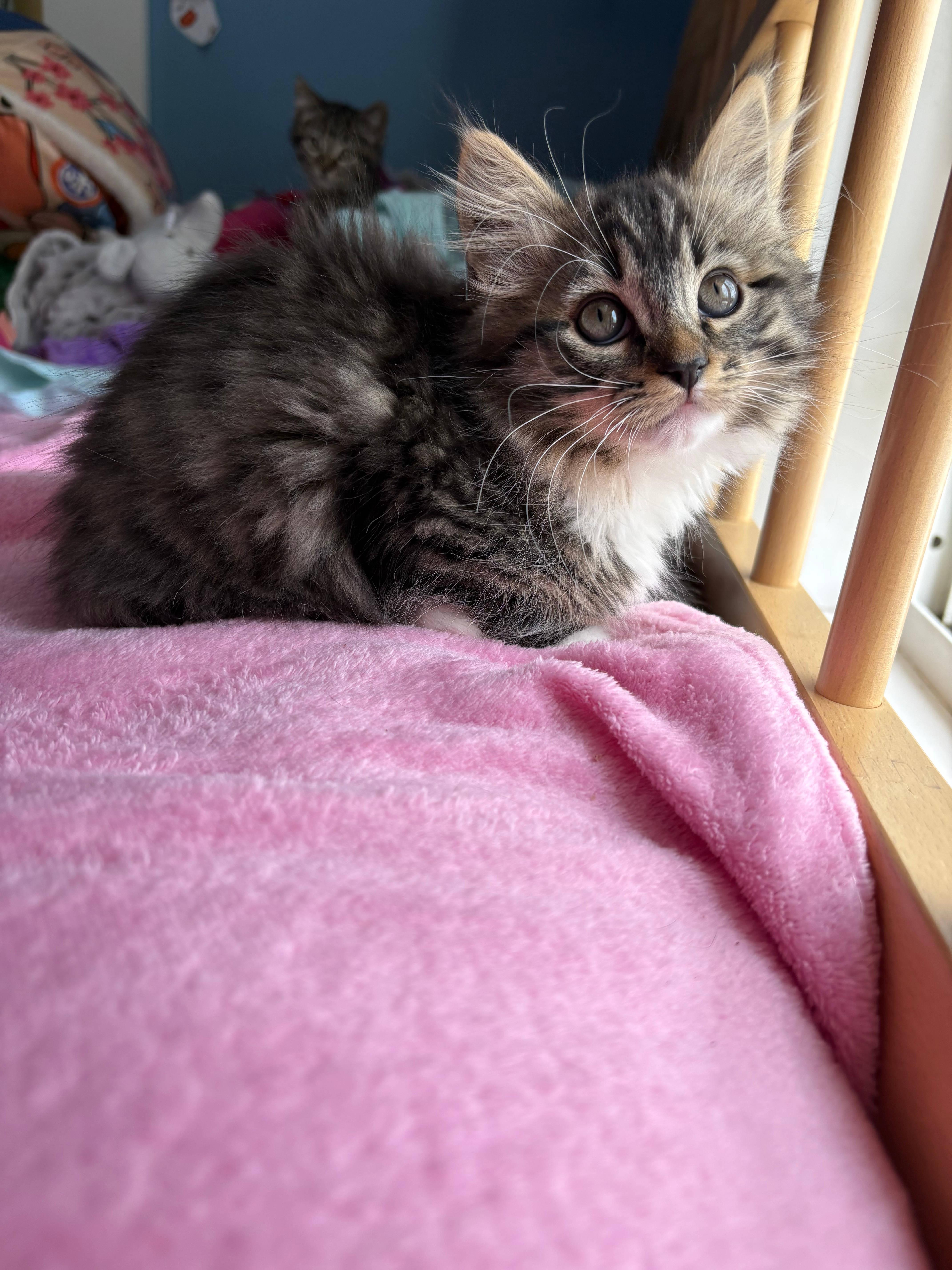 Lynxsky and Pepper, an adopted Domestic Medium Hair in Melrose, MA image 2/6