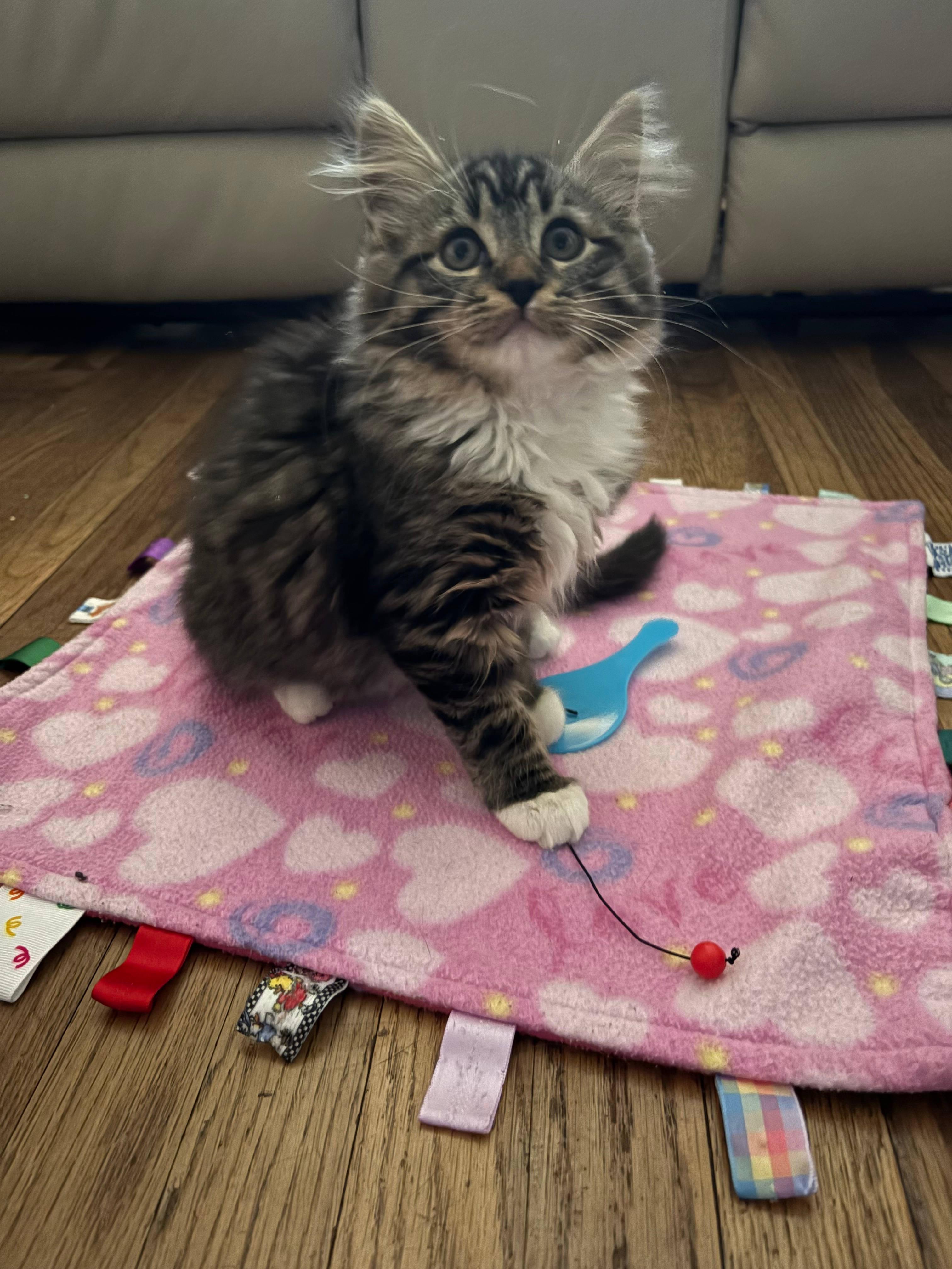 Lynxsky and Pepper, an adopted Domestic Medium Hair in Melrose, MA image 6/6