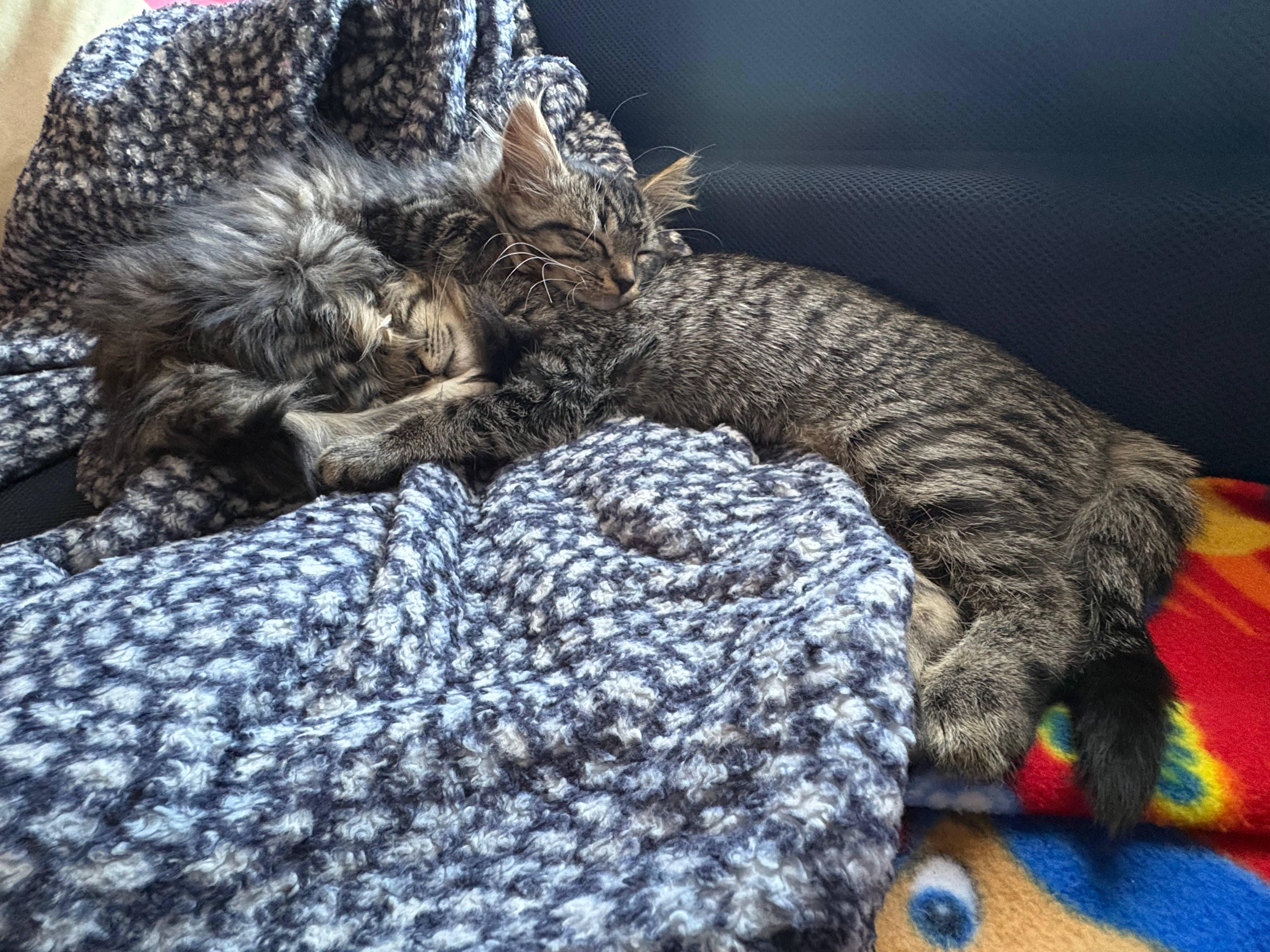 Lynxsky and Pepper, an adopted Domestic Medium Hair in Melrose, MA image 3/6