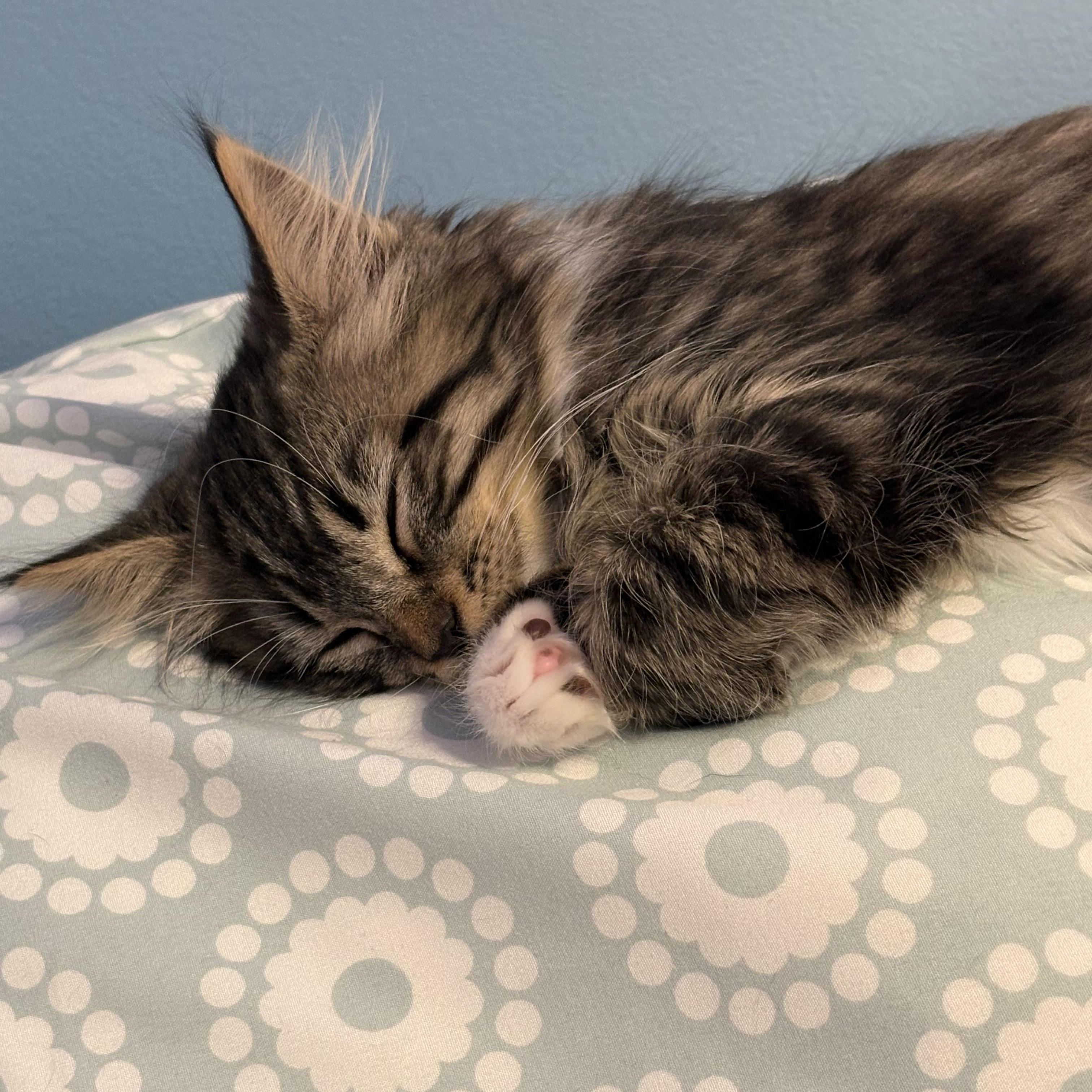 Lynxsky and Pepper, an adopted Domestic Medium Hair in Melrose, MA image 4/6