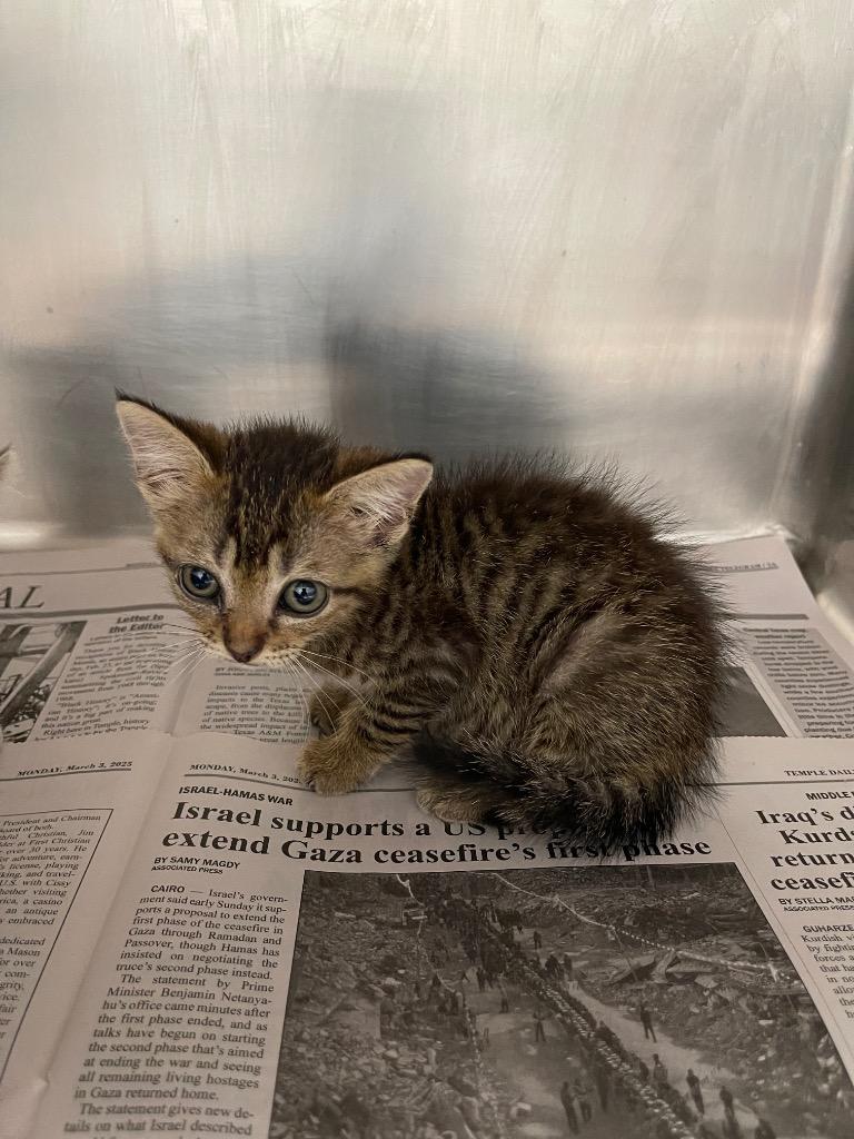 Enlarge Rose, a Adoptable mixed breed in Belton, TX image 1/1