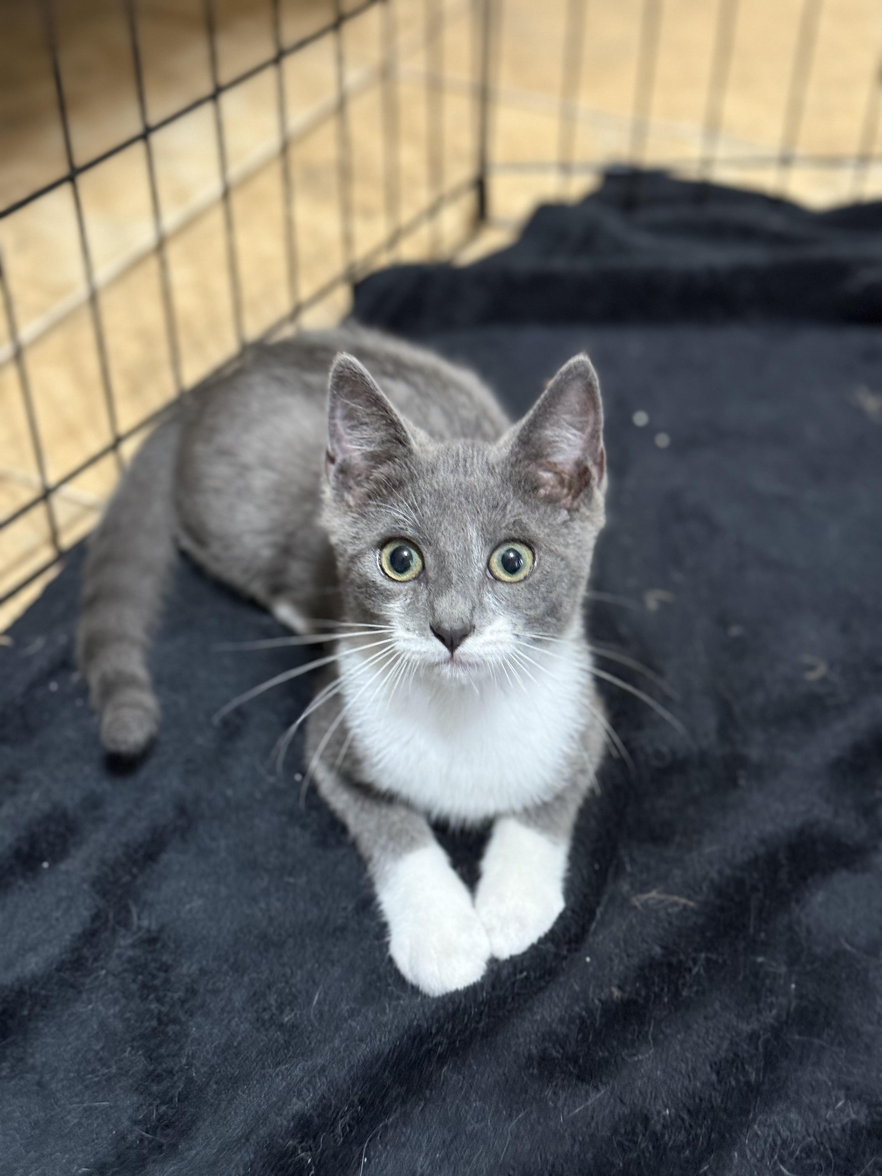 Enlarge JFK KITTENS, a Adoptable American Shorthair in Huntington, NY image 3/5