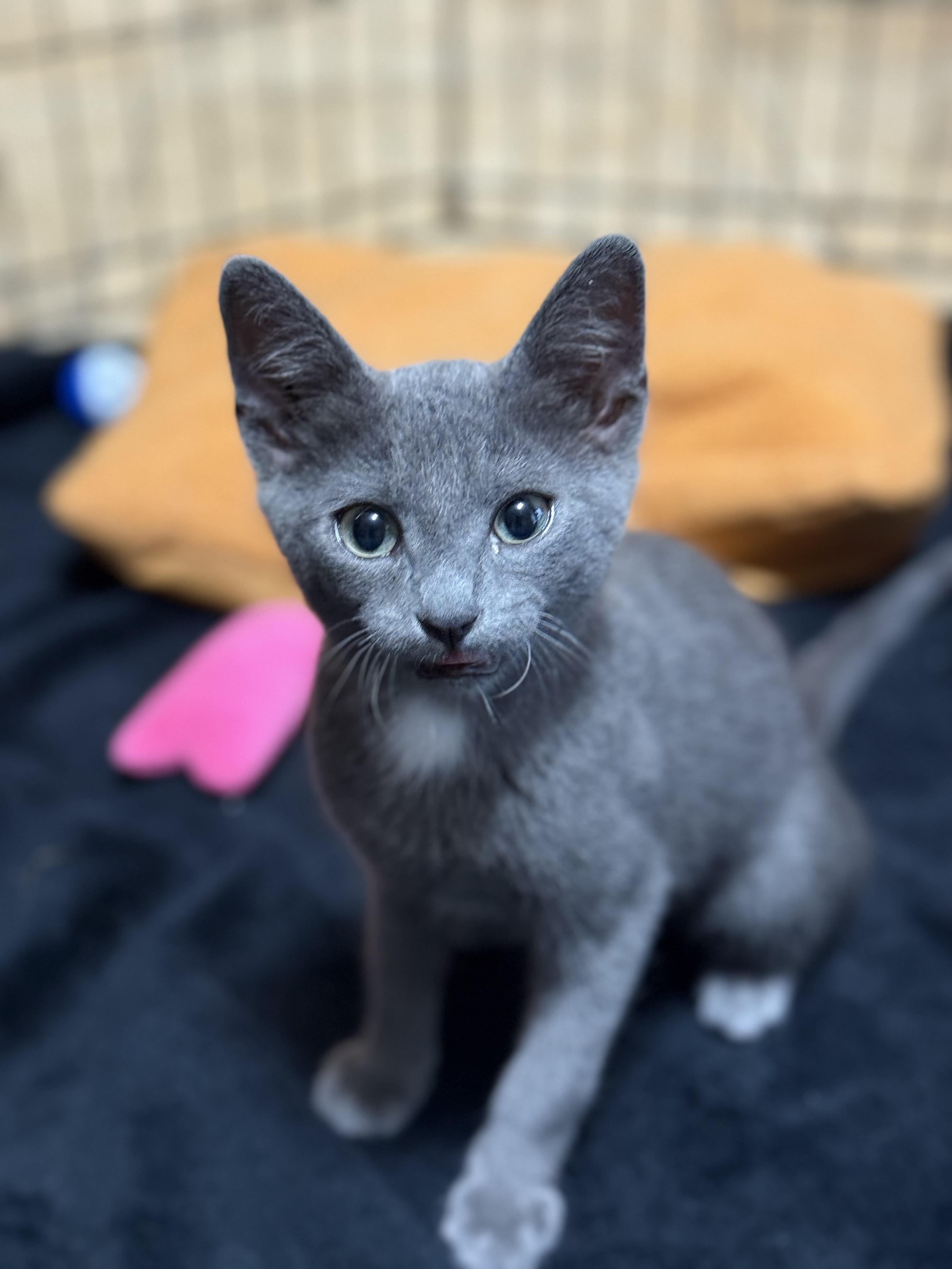 JFK KITTENS photo