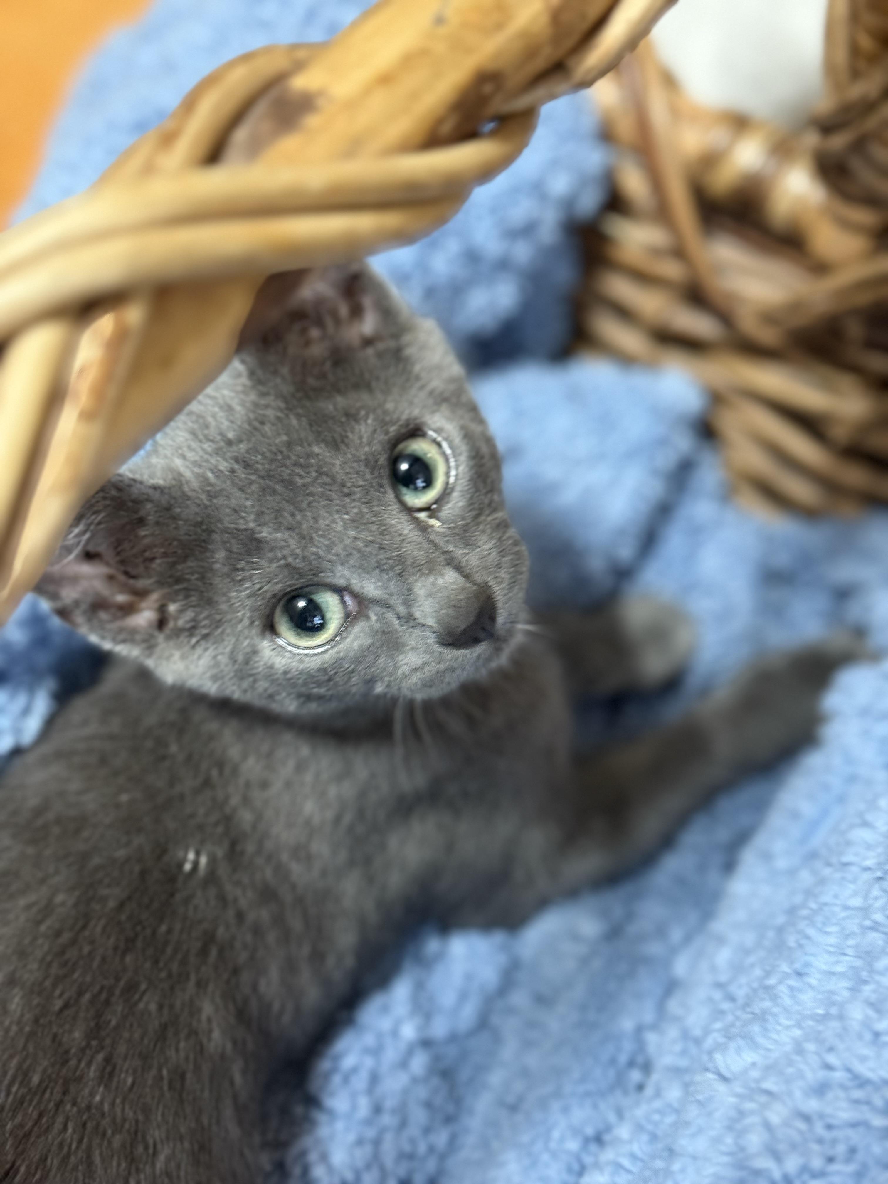 Enlarge JFK KITTENS, a Adoptable American Shorthair in Huntington, NY image 2/5