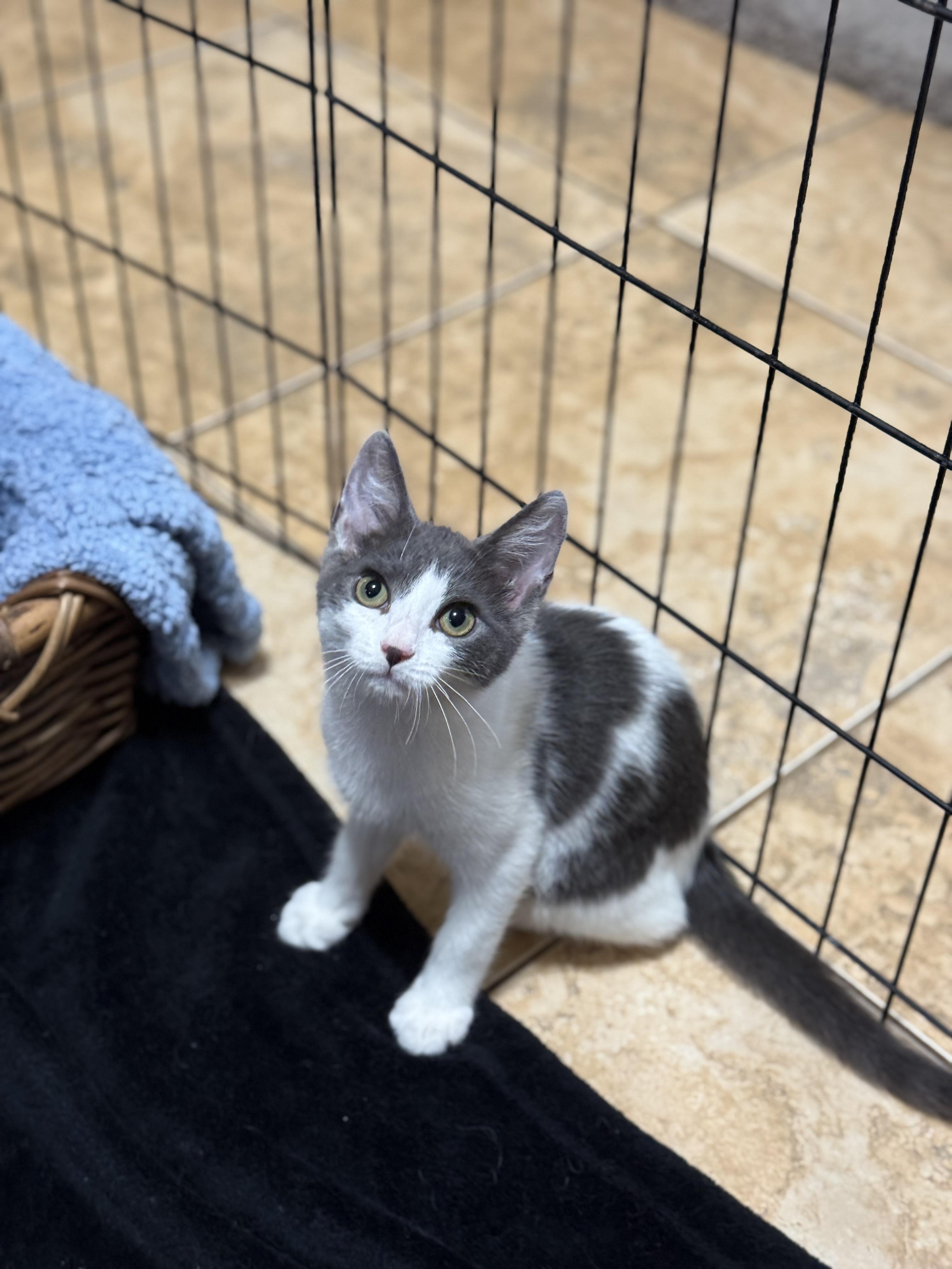 Enlarge JFK KITTENS, a Adoptable American Shorthair in Huntington, NY image 4/5