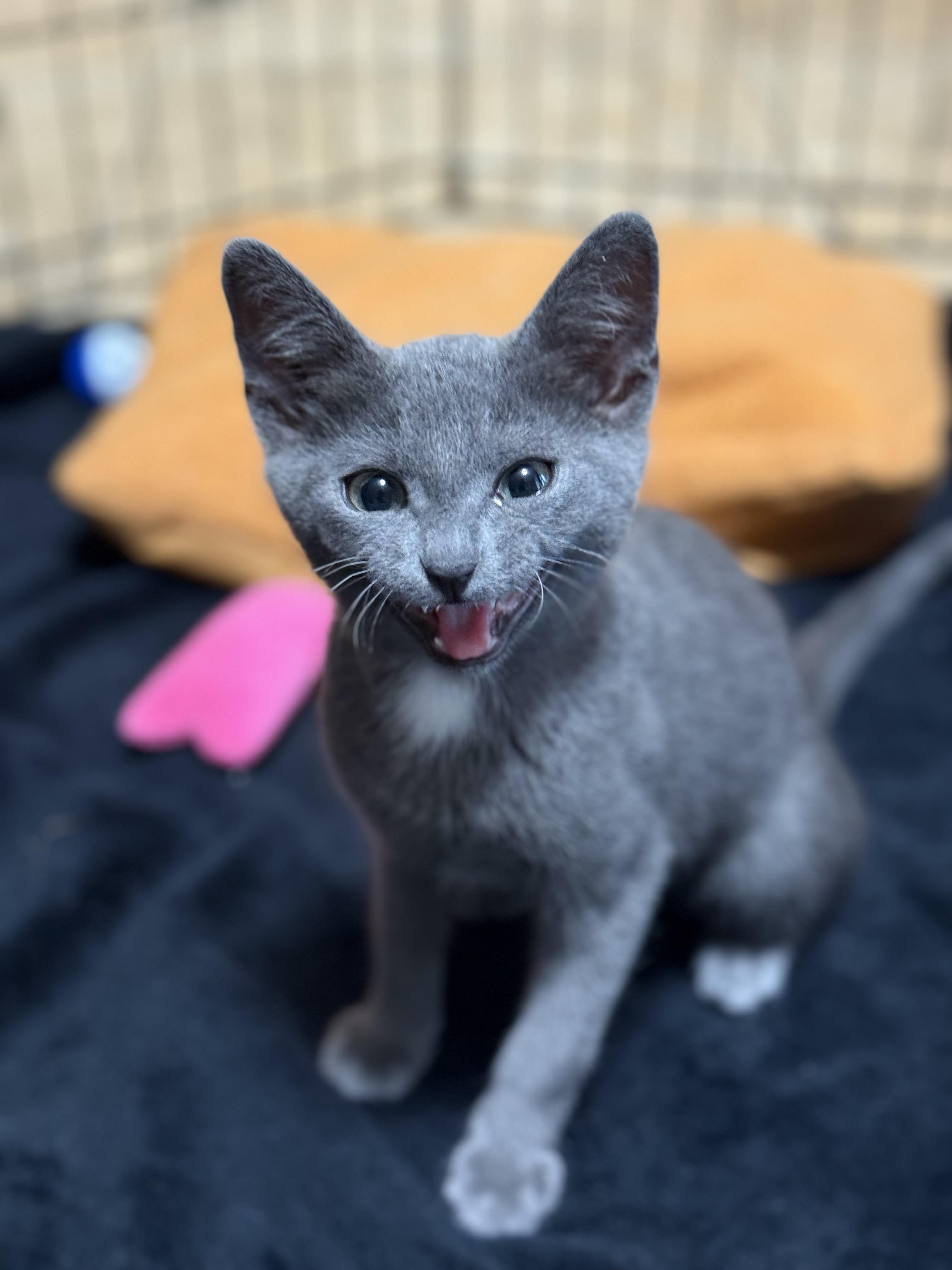 Enlarge JFK KITTENS, a Adoptable American Shorthair in Huntington, NY image 5/5