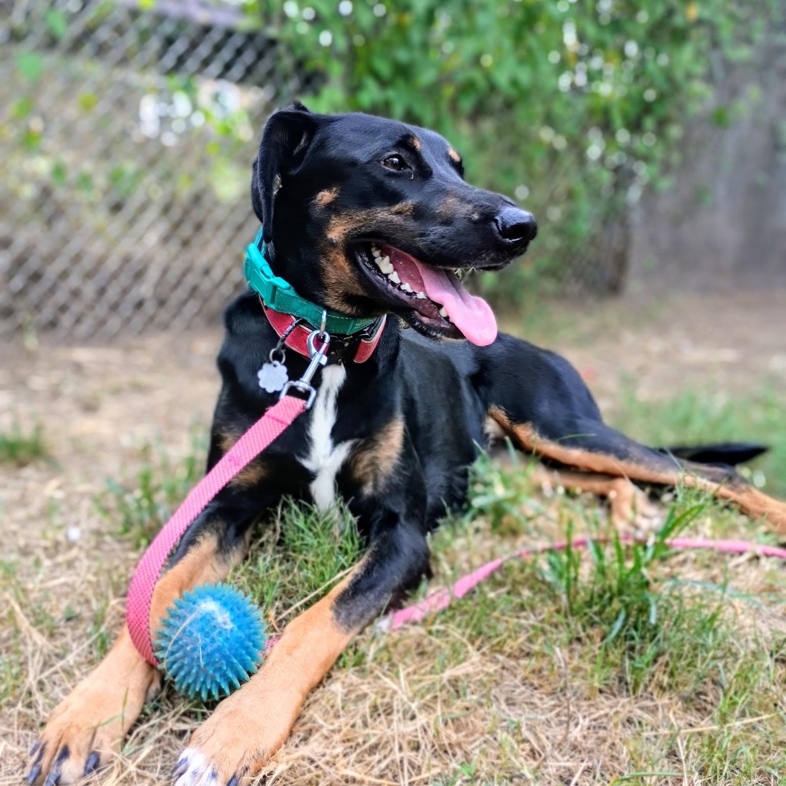 Enlarge AMBER — Your Daily Dose of Happy, a Adoptable mixed breed in Brewster, NY image 3/6