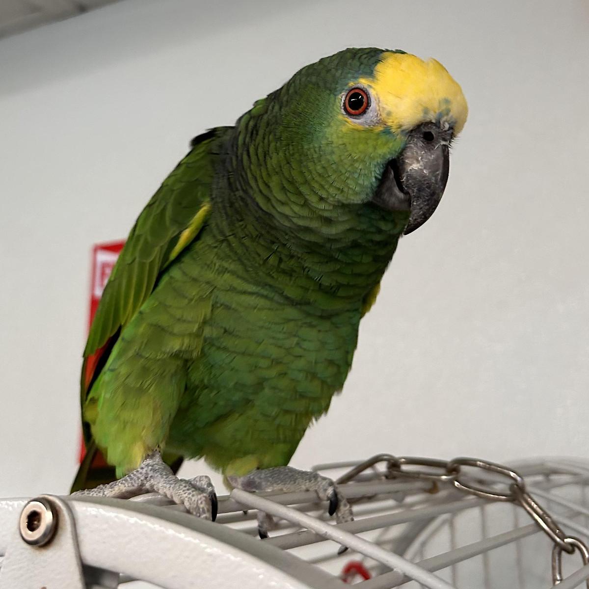 Enlarge Tokio, a Adoptable Amazon in Cape Elizabeth, ME image 5/6