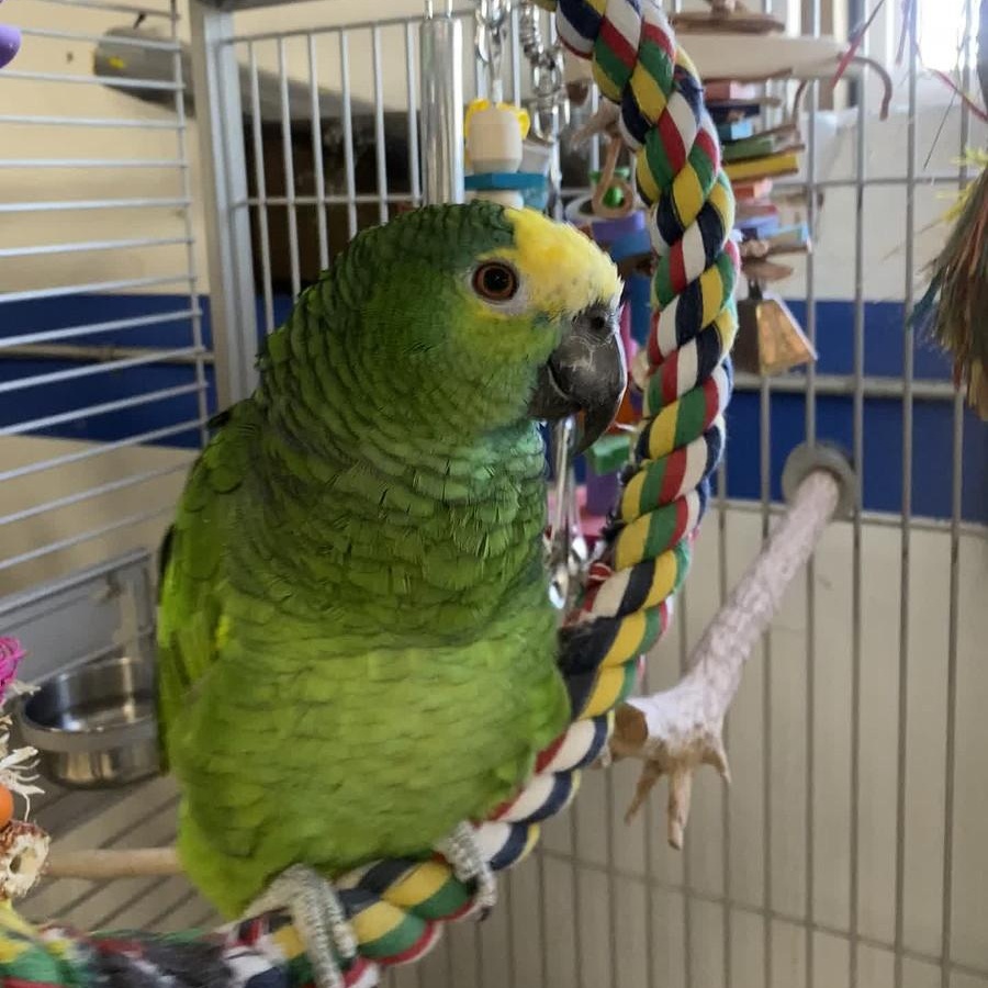 Enlarge Tokio, a Adoptable Amazon in Cape Elizabeth, ME image 4/6