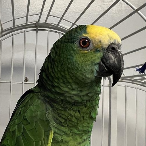 Enlarge Tokio, a Adoptable Amazon in Cape Elizabeth, ME image 6/6