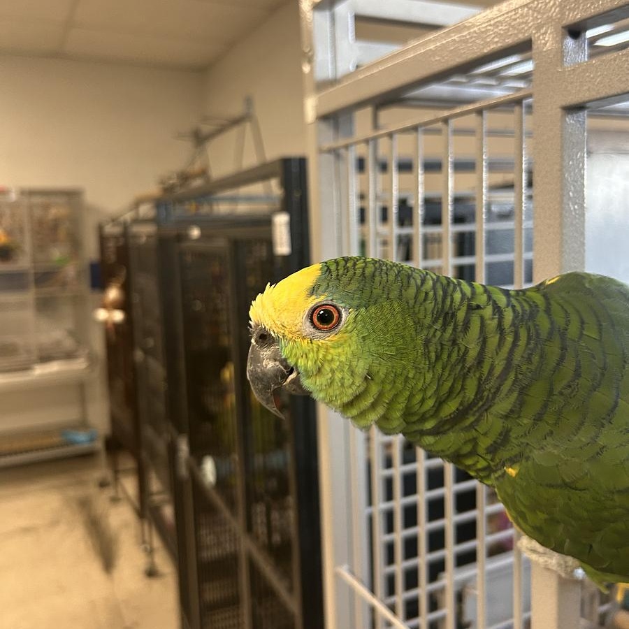 Tokio, Adoptable, Adult Unknown Amazon.