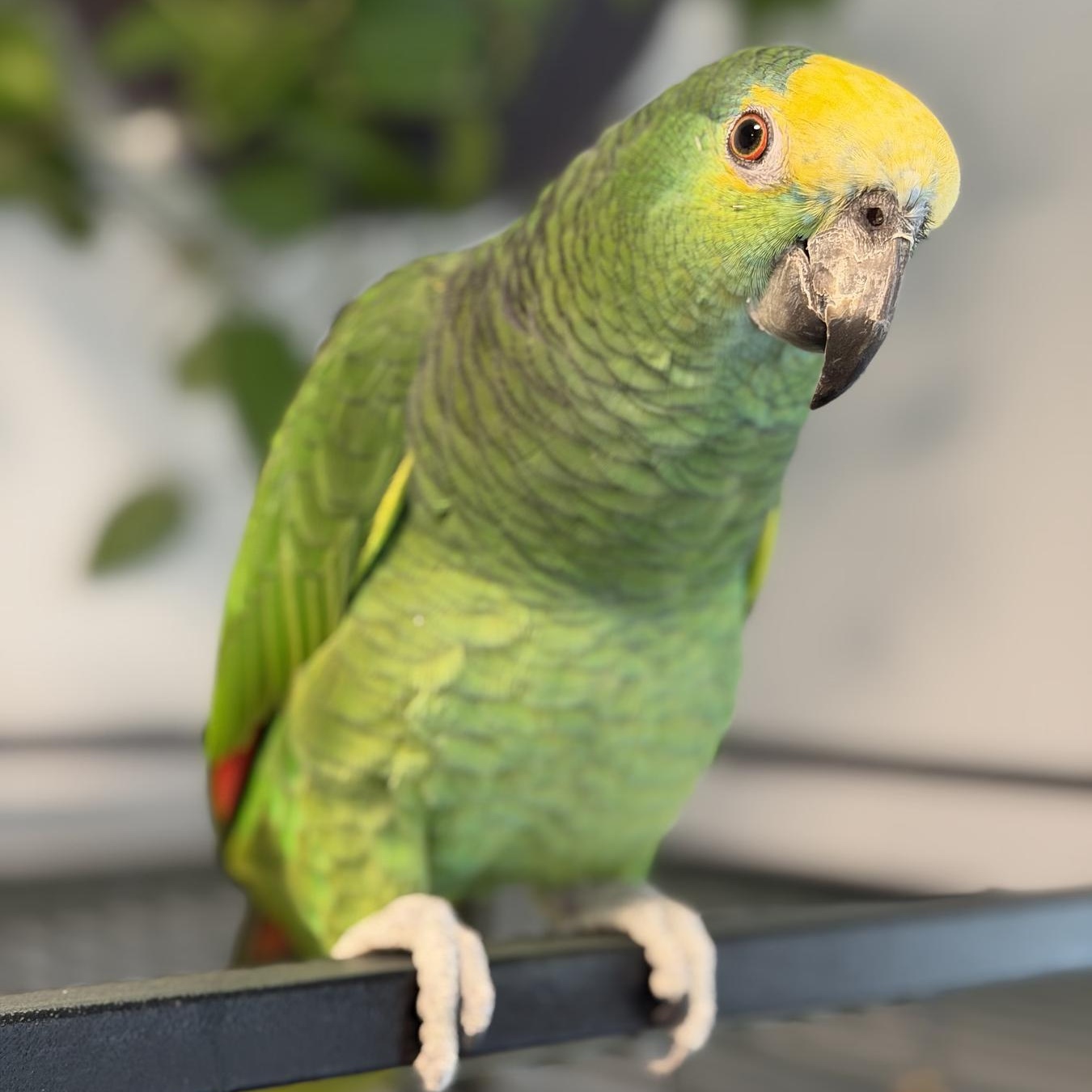 Tokio, Adoptable, Adult Unknown Amazon.