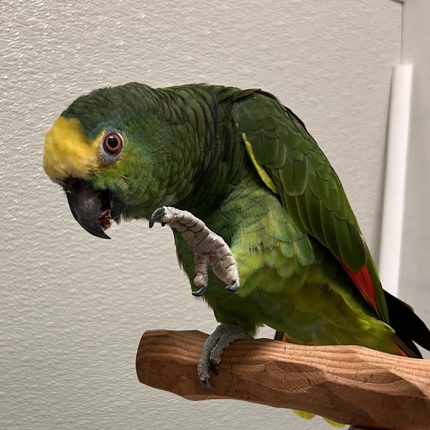 Enlarge Tokio, a Adoptable Amazon in Cape Elizabeth, ME image 3/6