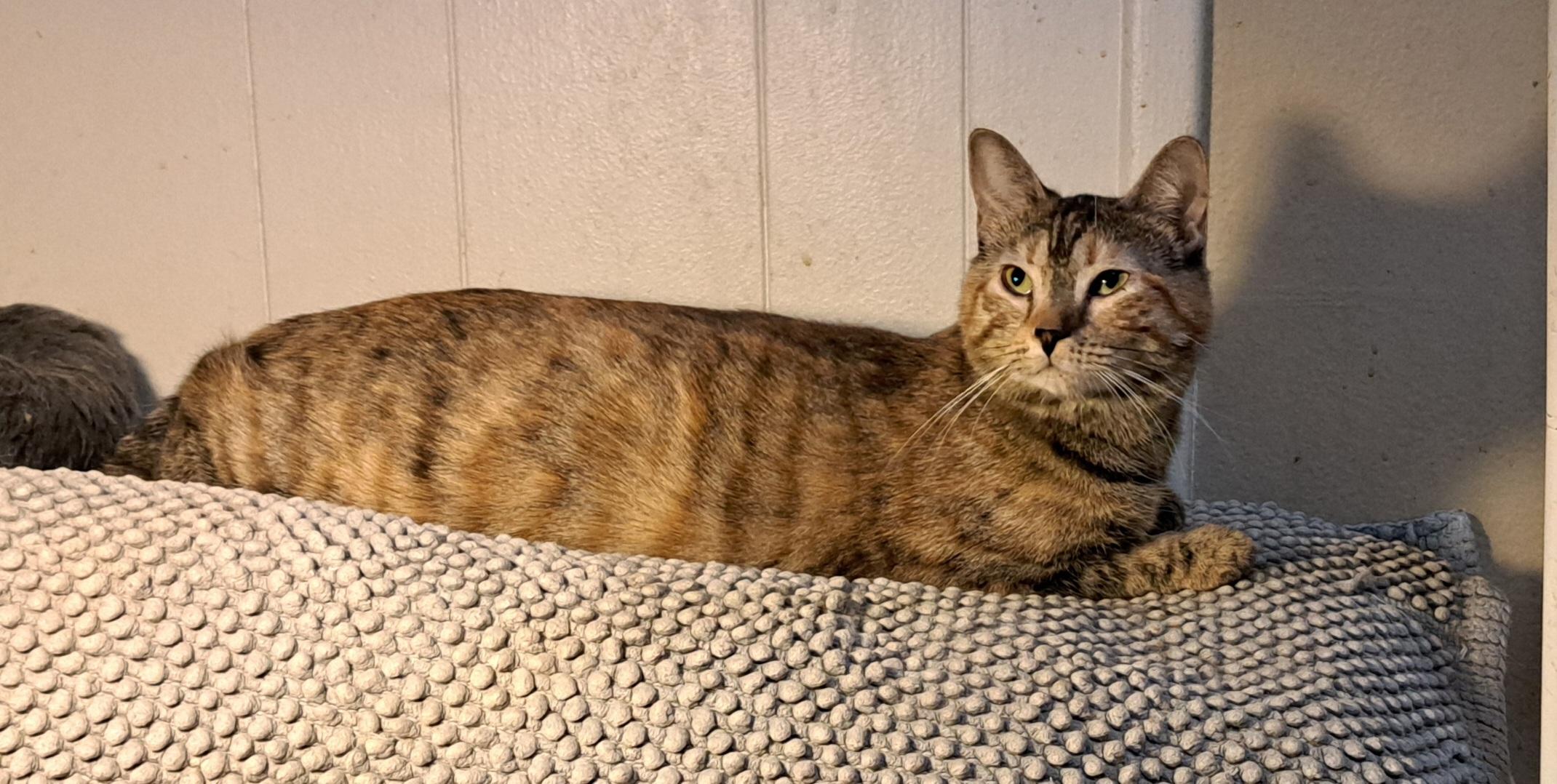 Enlarge Sweetpea, a Adoptable mixed breed in Riverside, CA image 2/4