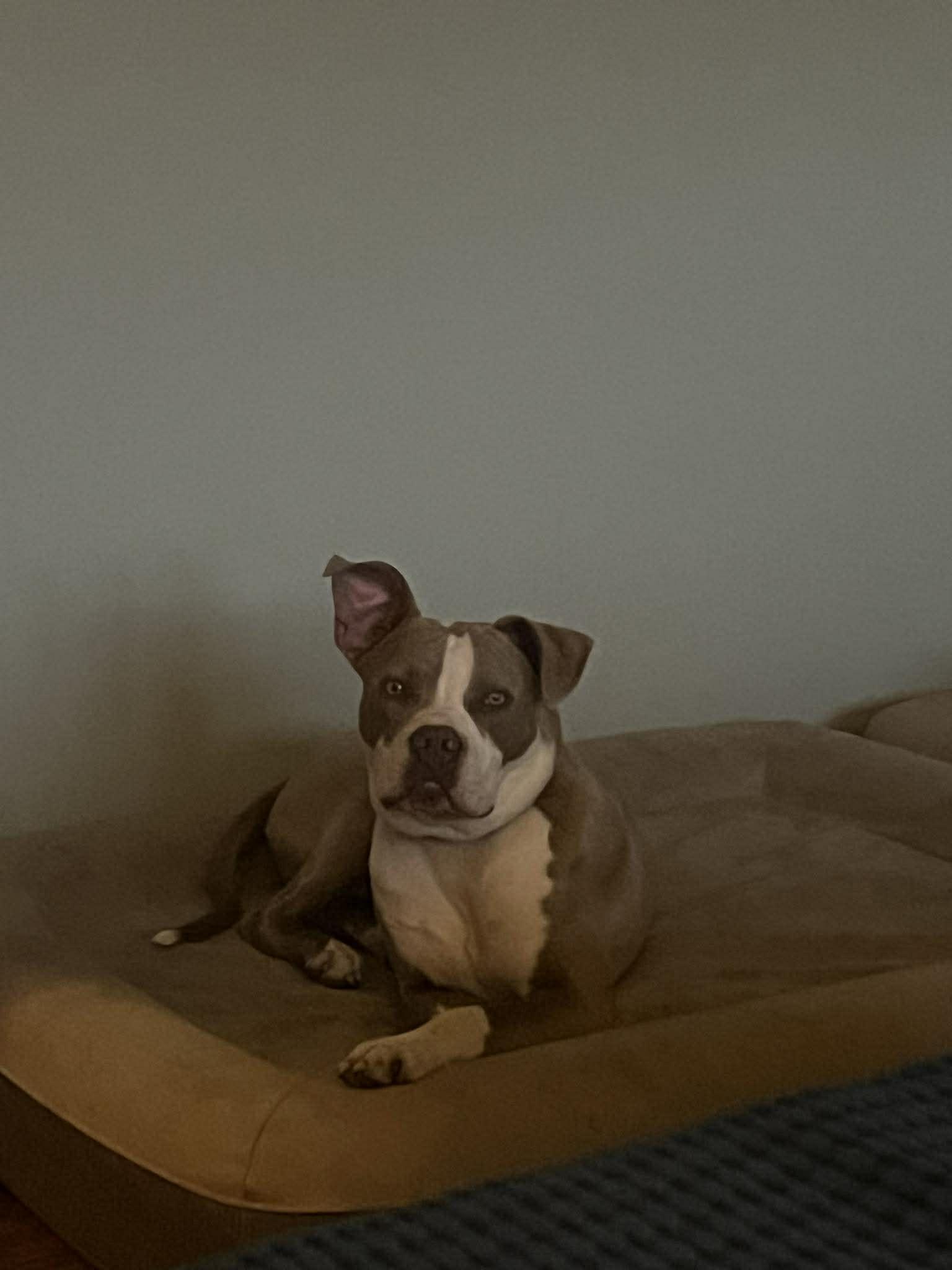 Enlarge Parker, a Adoptable Pit Bull Terrier in Waterloo, IA image 2/3