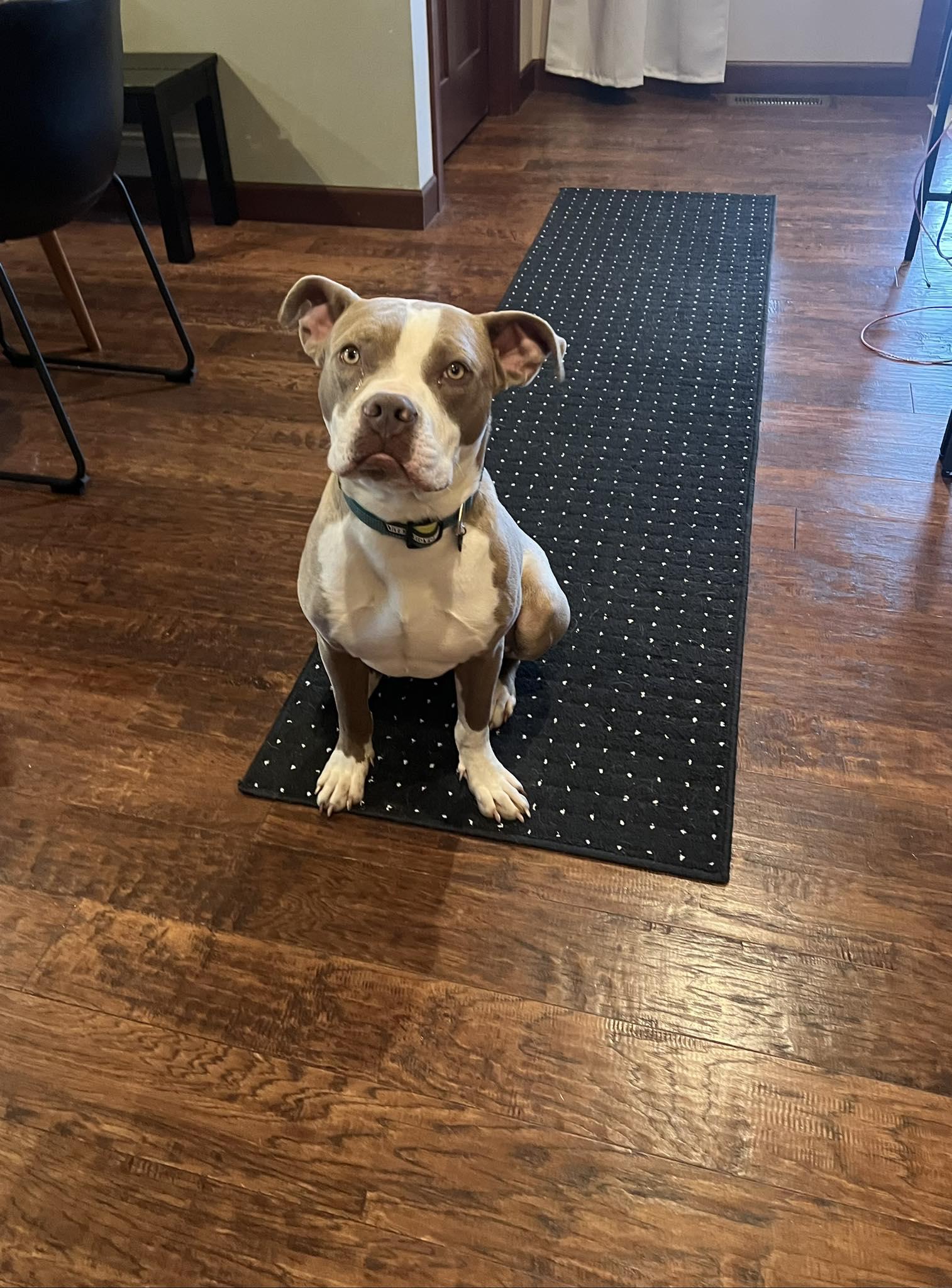 Enlarge Parker, a Adoptable Pit Bull Terrier in Waterloo, IA image 3/3