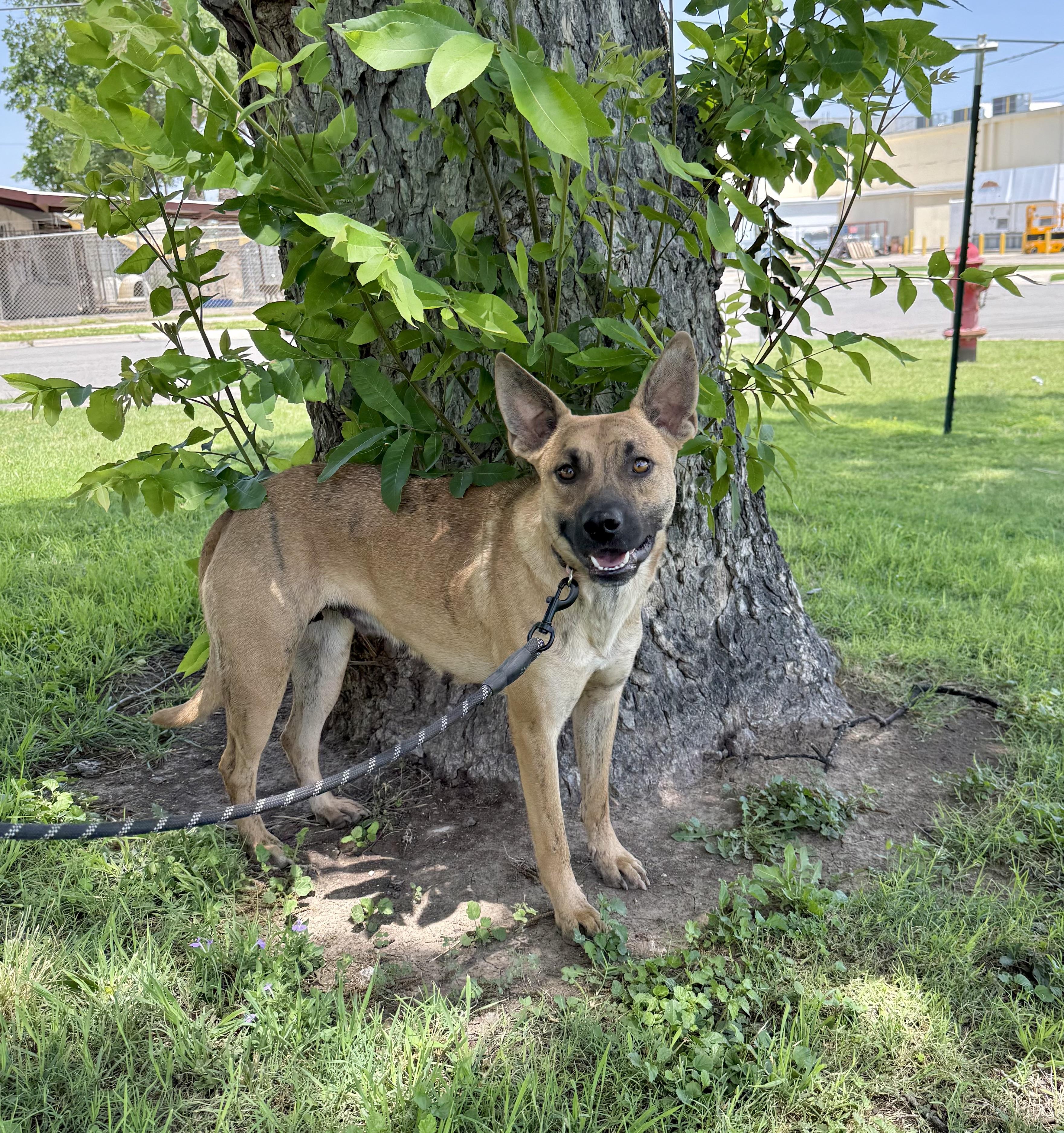 Clover, Adoptable, Adult Female Carolina Dog & Shepherd.