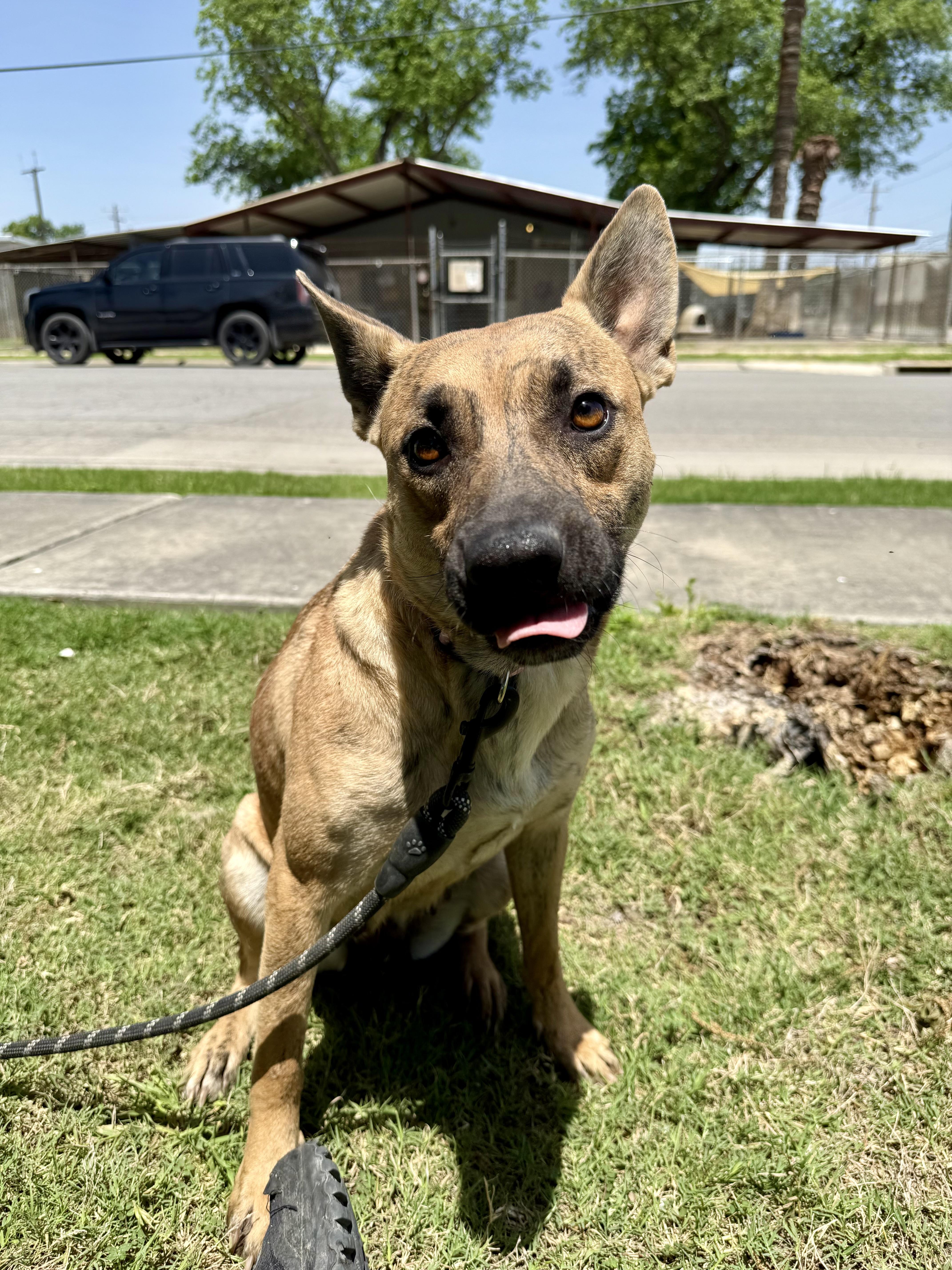Enlarge Clover, a Adoptable mixed breed in Uvalde, TX image 2/6