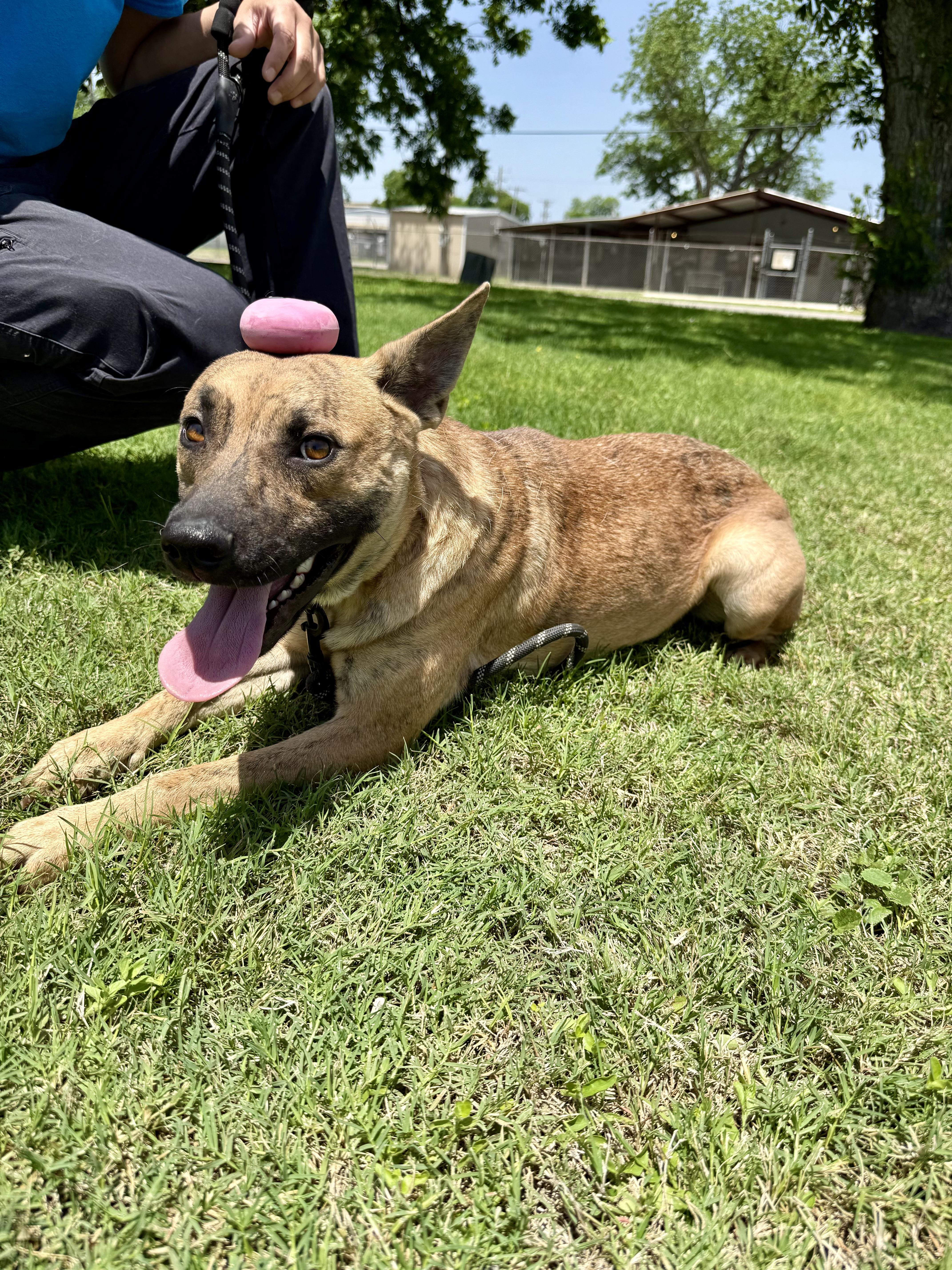 Enlarge Clover, a Adoptable mixed breed in Uvalde, TX image 3/6