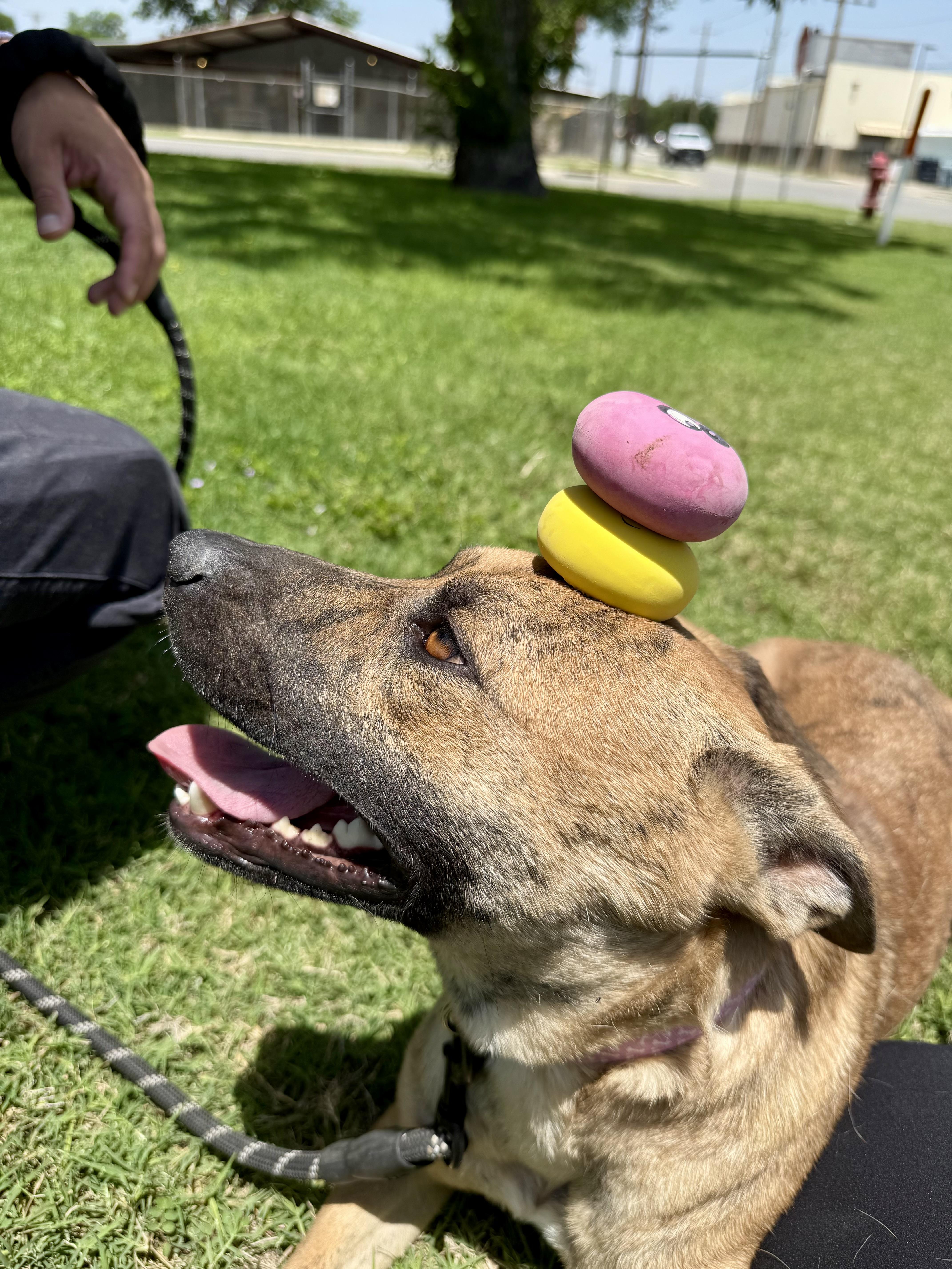 Enlarge Clover, a Adoptable mixed breed in Uvalde, TX image 4/6