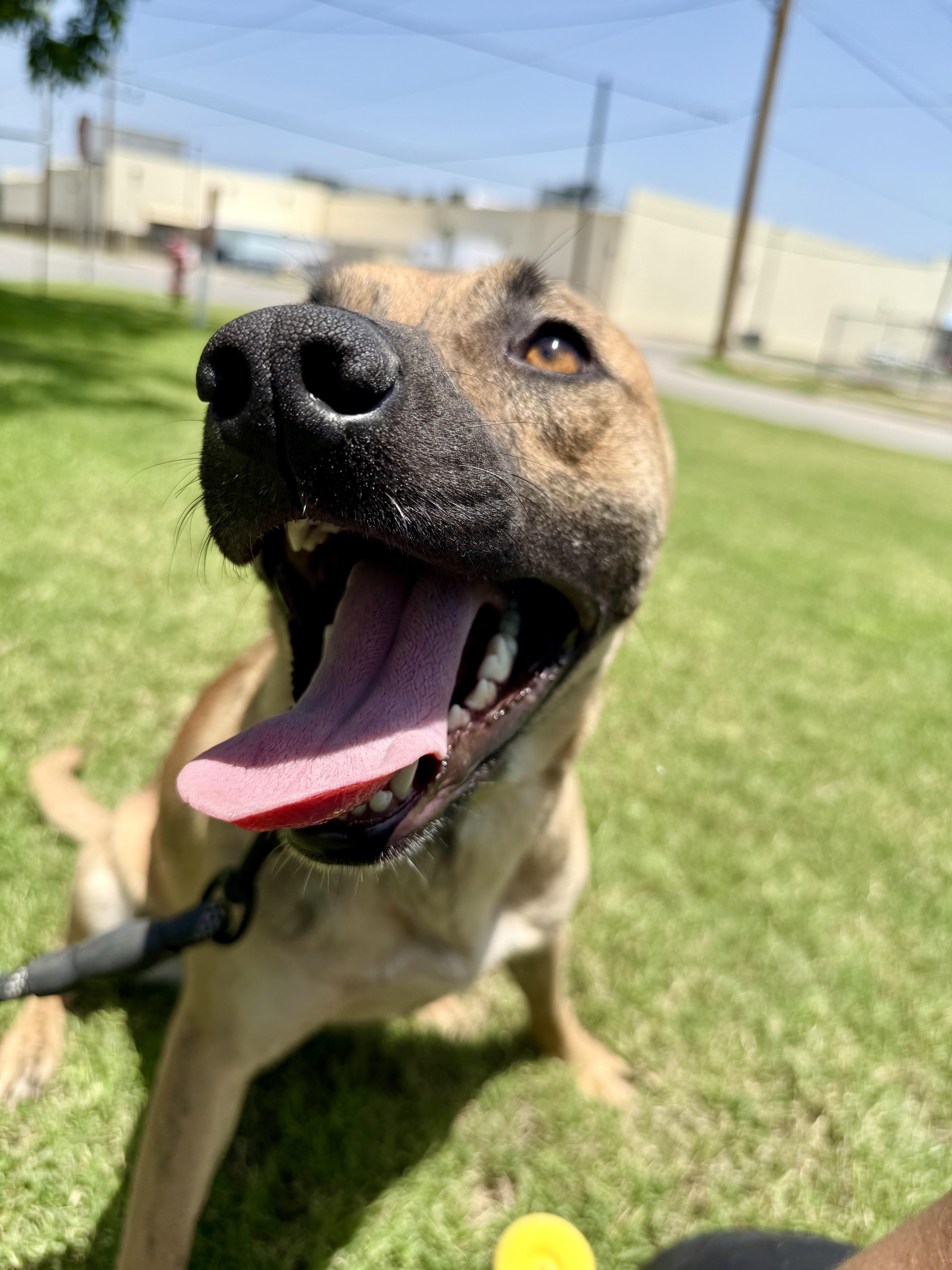 Enlarge Clover, a Adoptable mixed breed in Uvalde, TX image 5/6