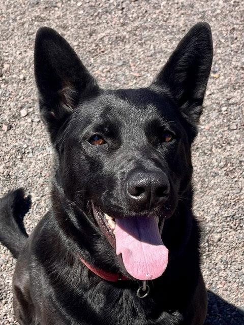 Bear, Adoptable, Adult Male German Shepherd Dog.