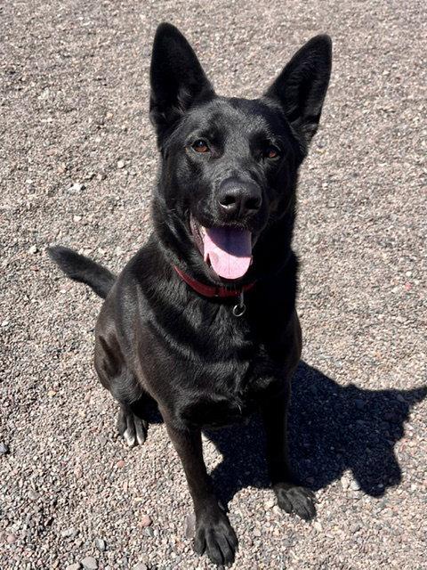 Enlarge Bear, a Adoptable German Shepherd Dog in Webster, WI image 2/3