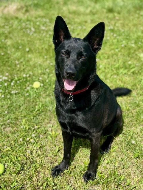 Enlarge Bear, a Adoptable German Shepherd Dog in Webster, WI image 3/3