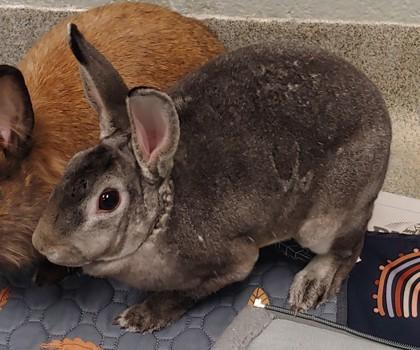 Gina, Adoptable, Adult Female Bunny Rabbit.
