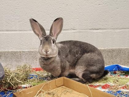 Gina, Adoptable, Adult Male Bunny Rabbit.