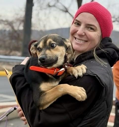 Enlarge Honey, a Adoptable mixed breed in Middletown, CT image 1/6