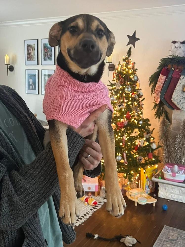 Enlarge Honey, a Adoptable mixed breed in Middletown, CT image 3/6