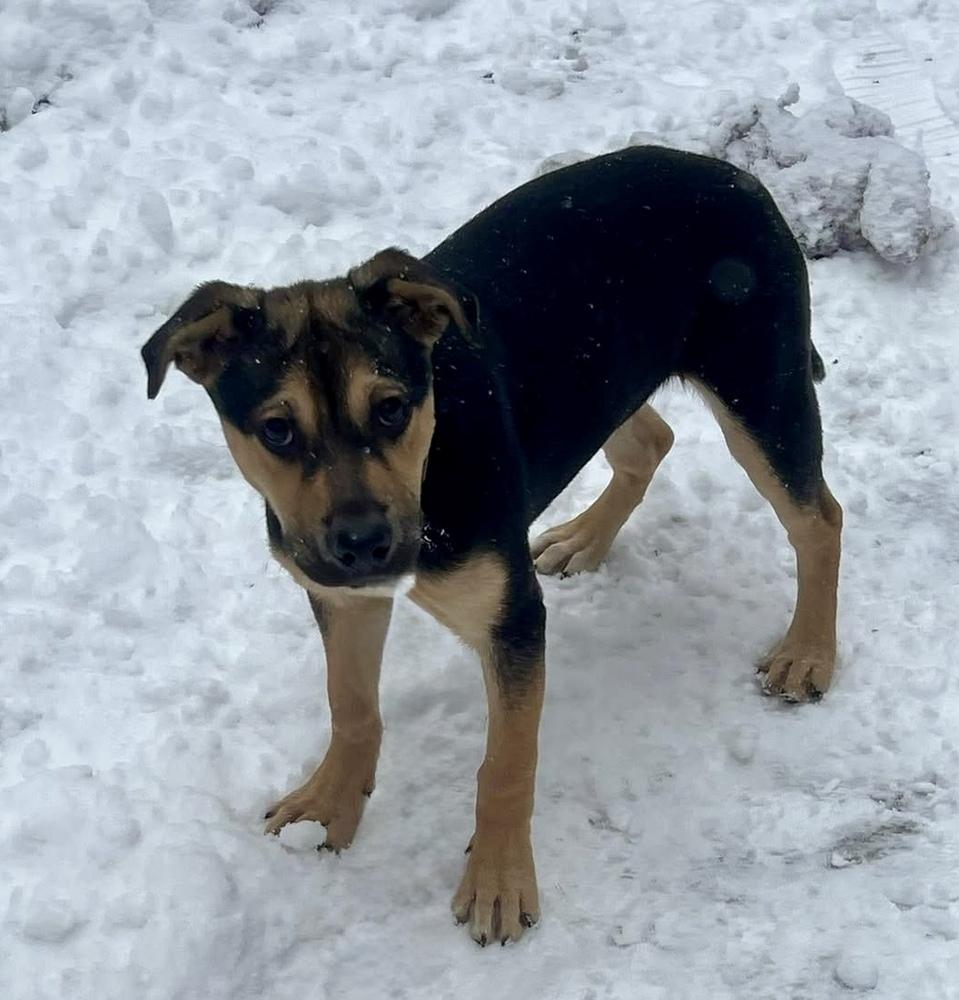 Enlarge Honey, a Adoptable mixed breed in Middletown, CT image 5/6