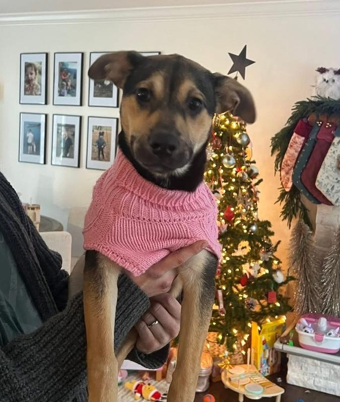 Enlarge Honey, a Adoptable mixed breed in Middletown, CT image 6/6