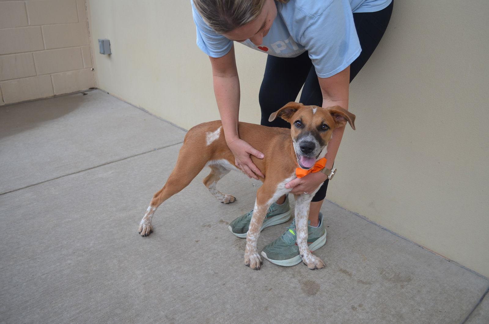 Enlarge Glinda, a Adoptable mixed breed in McKinney, TX image 1/3