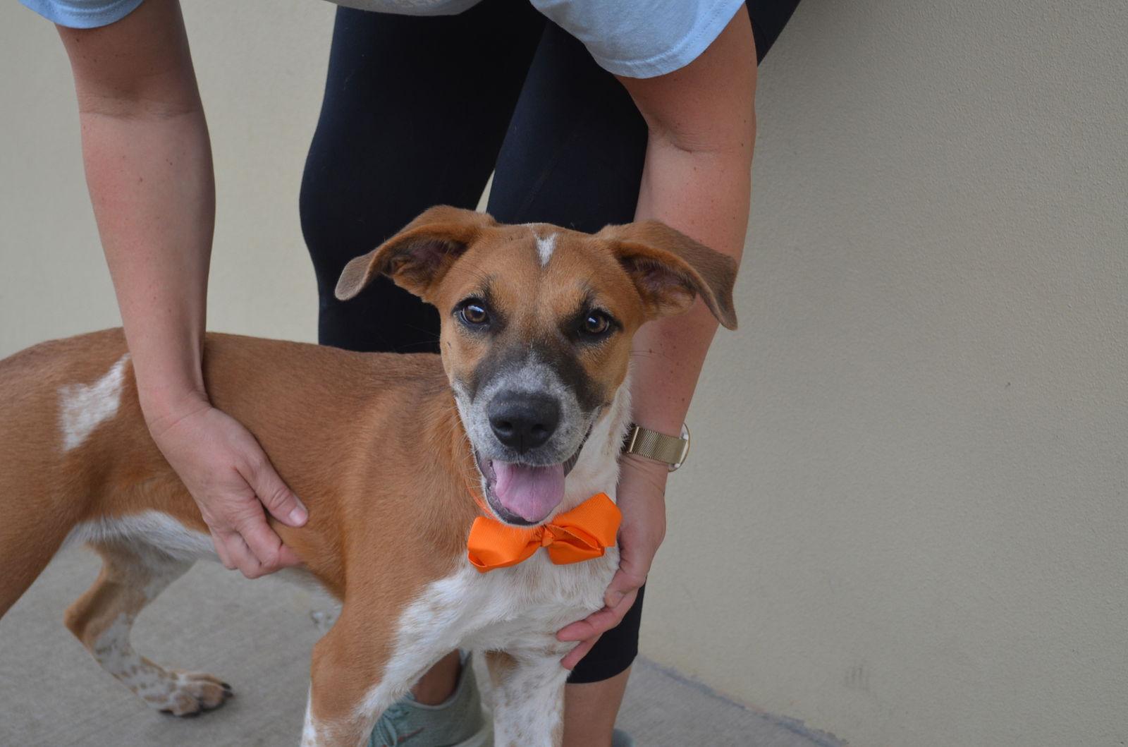 Enlarge Glinda, a Adoptable mixed breed in McKinney, TX image 2/3