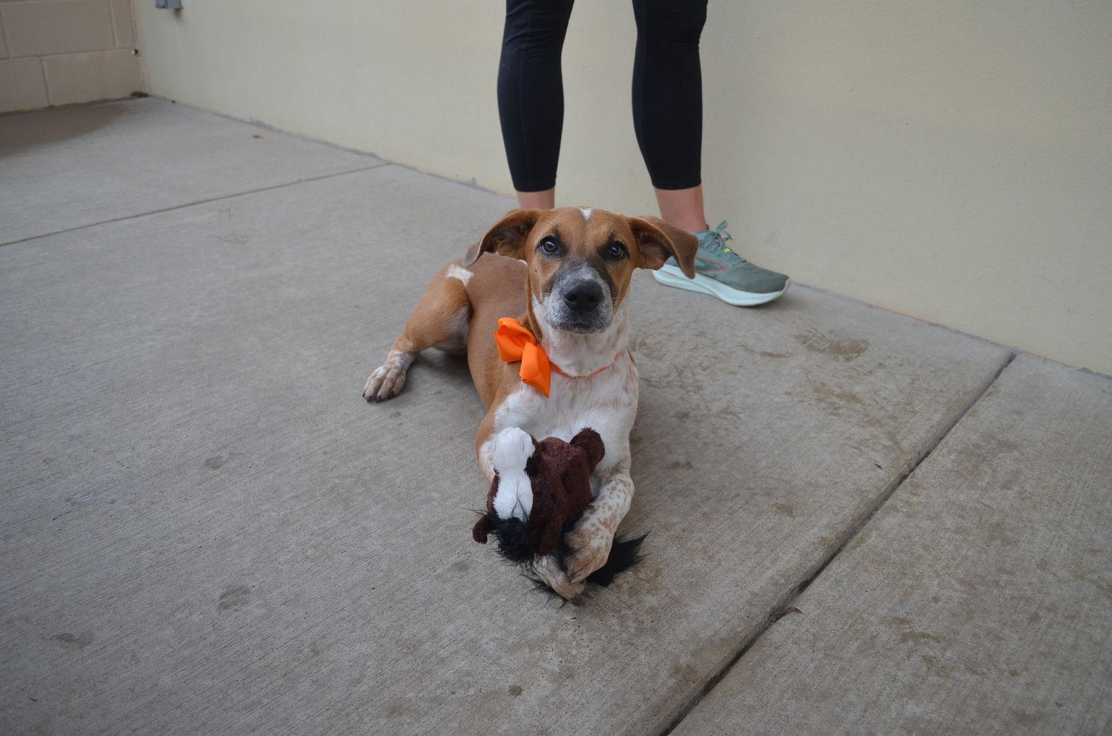 Enlarge Glinda, a Adoptable mixed breed in McKinney, TX image 3/3