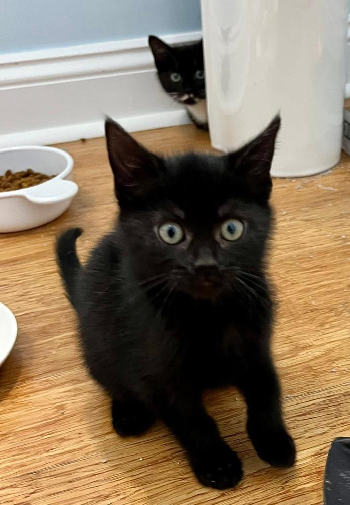 Enlarge Aggie, a Adoptable Domestic Short Hair in Emerald Isle, NC image 1/1