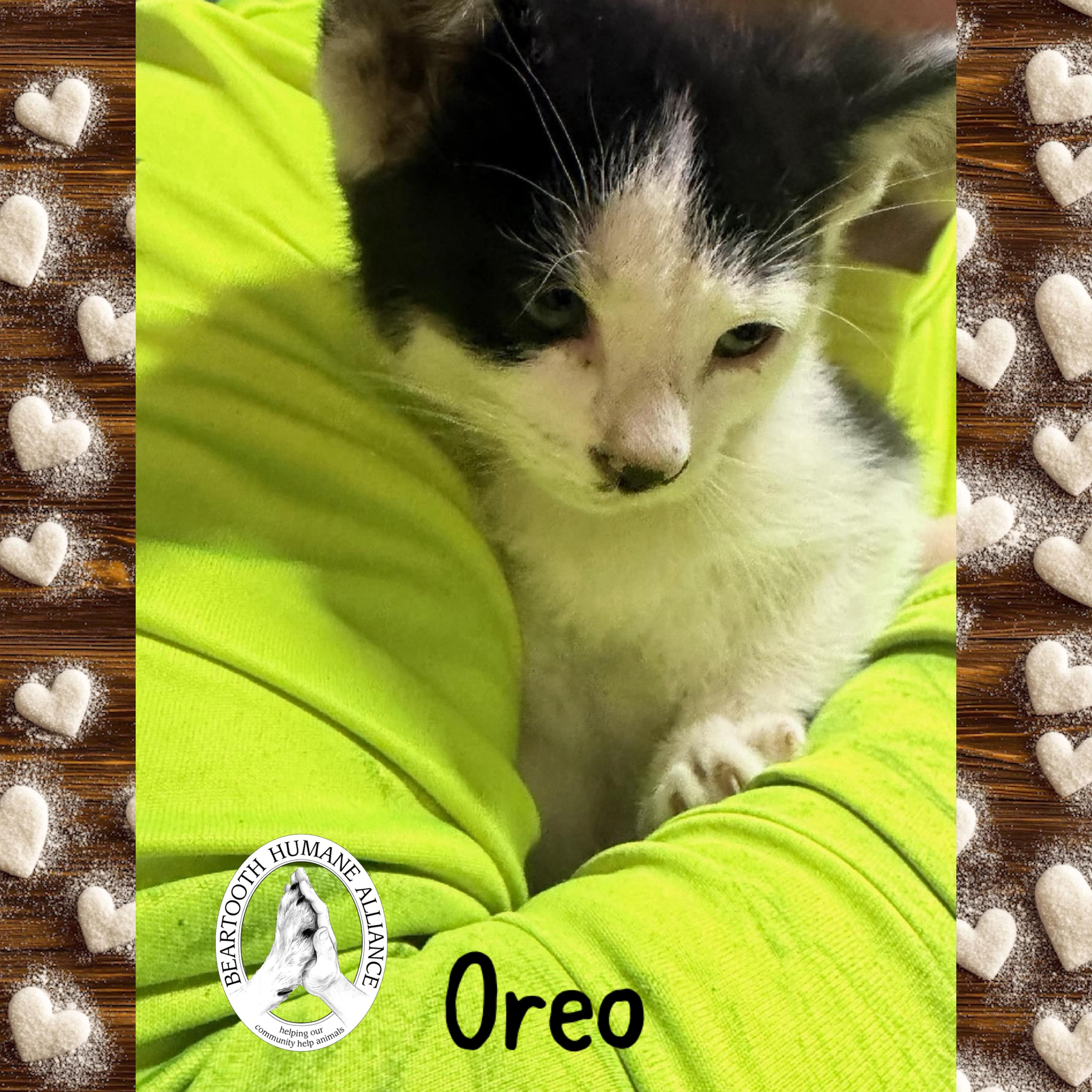 Oreo, ADOPTABLE, Kitten Male Domestic Short Hair.