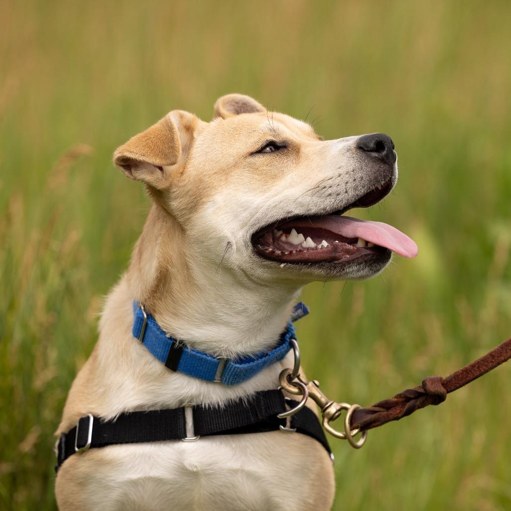 Lemon, a Adoptable Mixed Breed in Waukesha, WI image 5/5