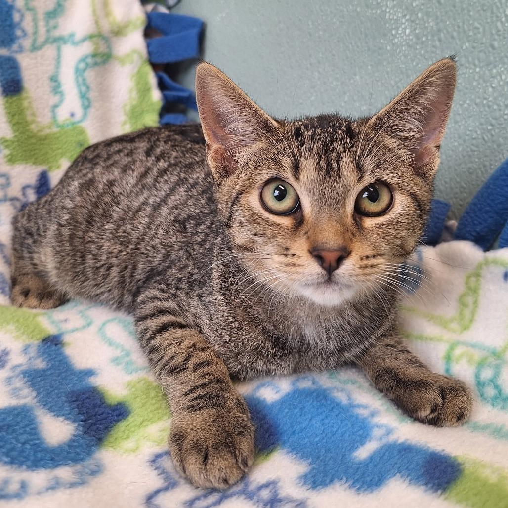 Enlarge Triscuits, a Adoptable Domestic Short Hair in Attica, NY image 1/2