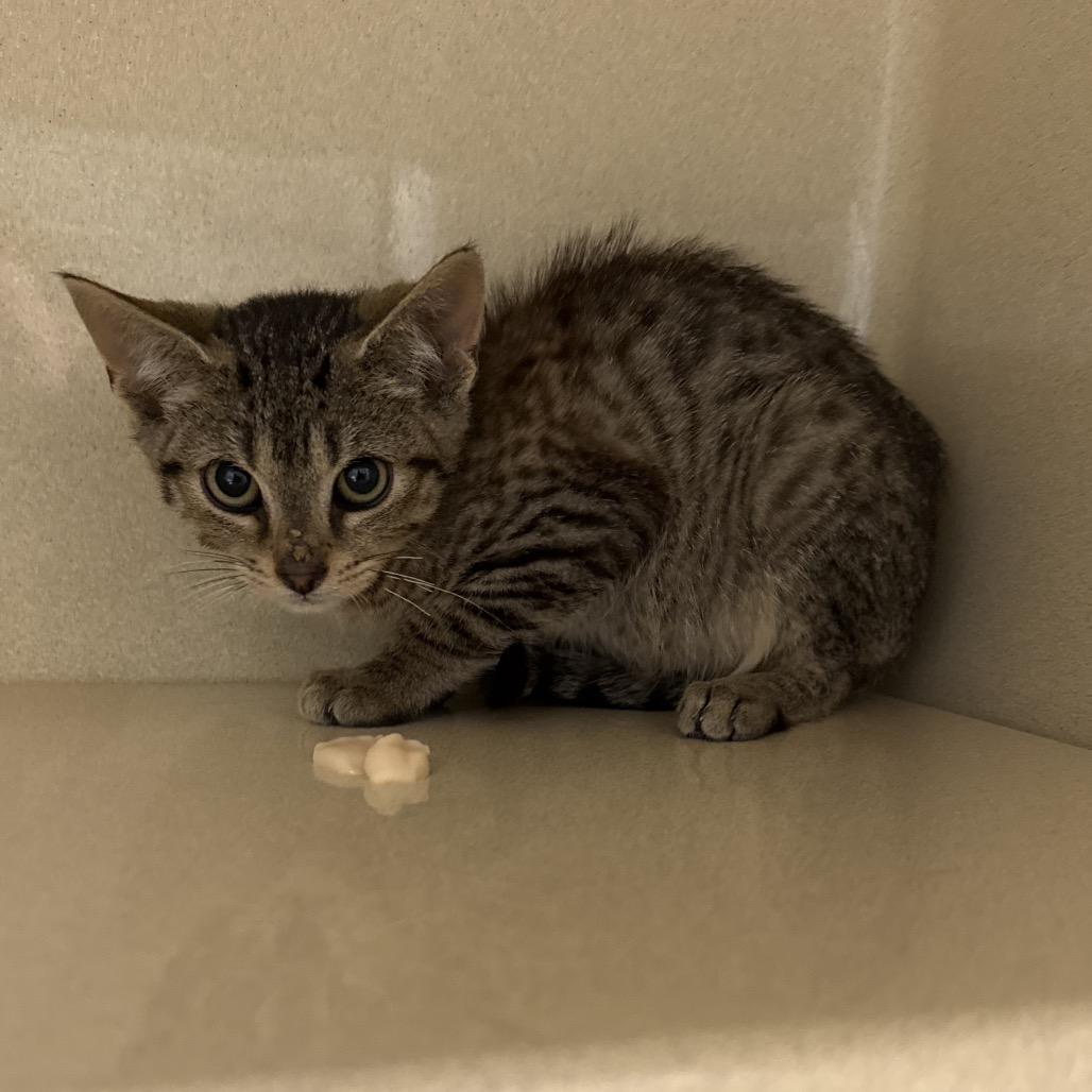 Enlarge Triscuits, a Adoptable Domestic Short Hair in Attica, NY image 2/2