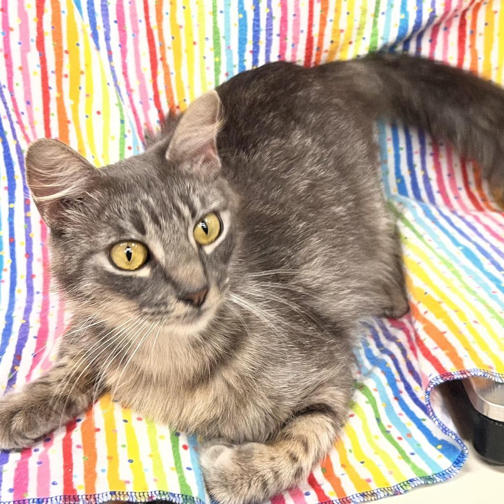 Umami, a Adoptable Domestic Medium Hair in Folsom, LA image 1/2