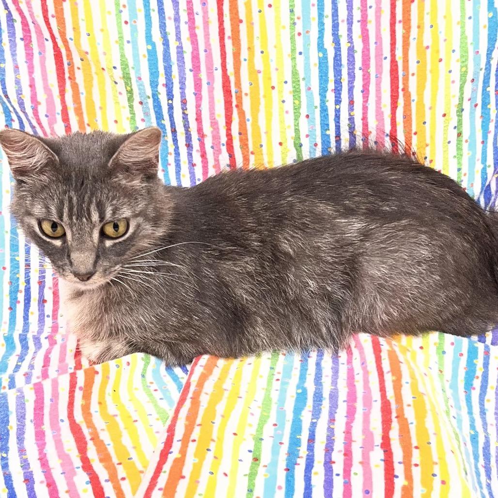 Umami, a Adoptable Domestic Medium Hair in Folsom, LA image 2/2