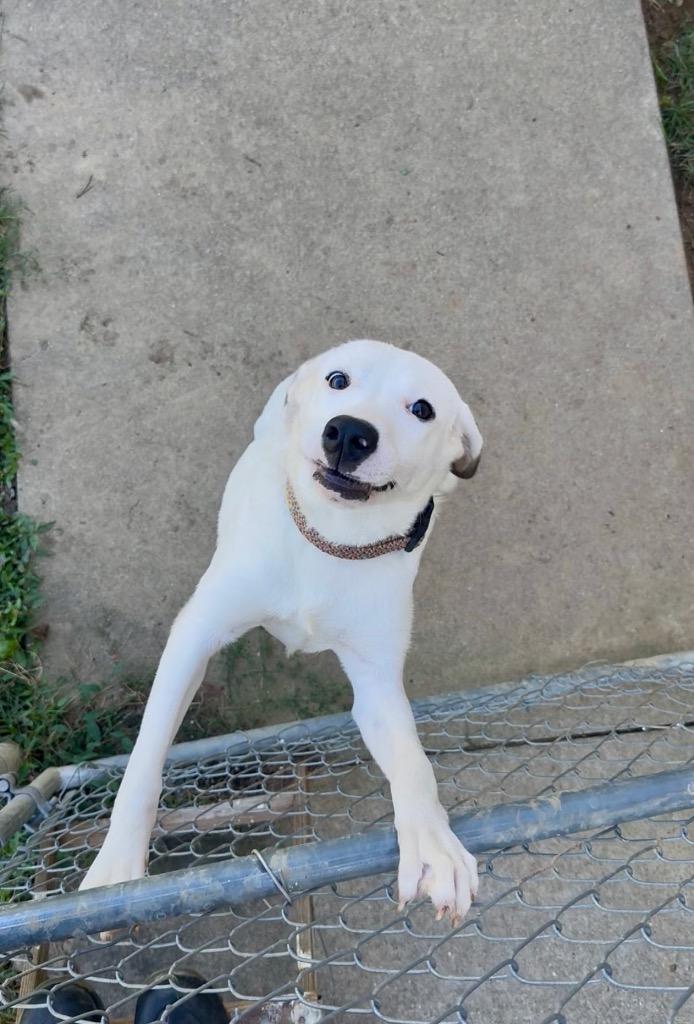 Zinnia, Adoptable, Puppy Female Hound.