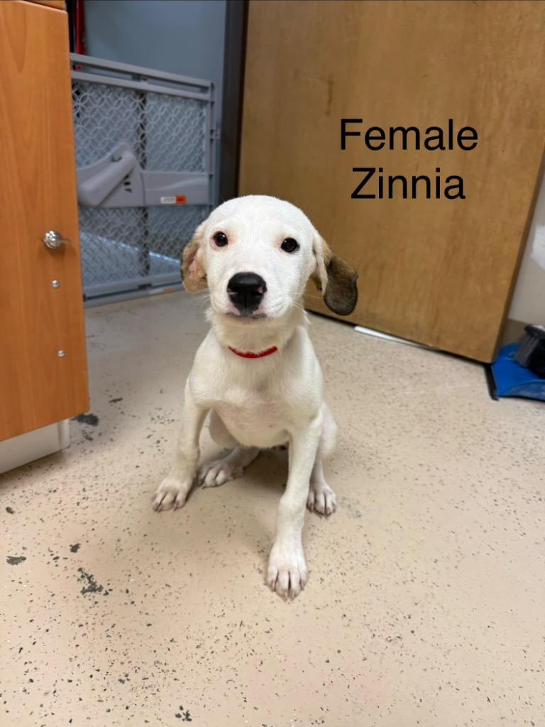 Zinnia, Adoptable, Puppy Female Hound.