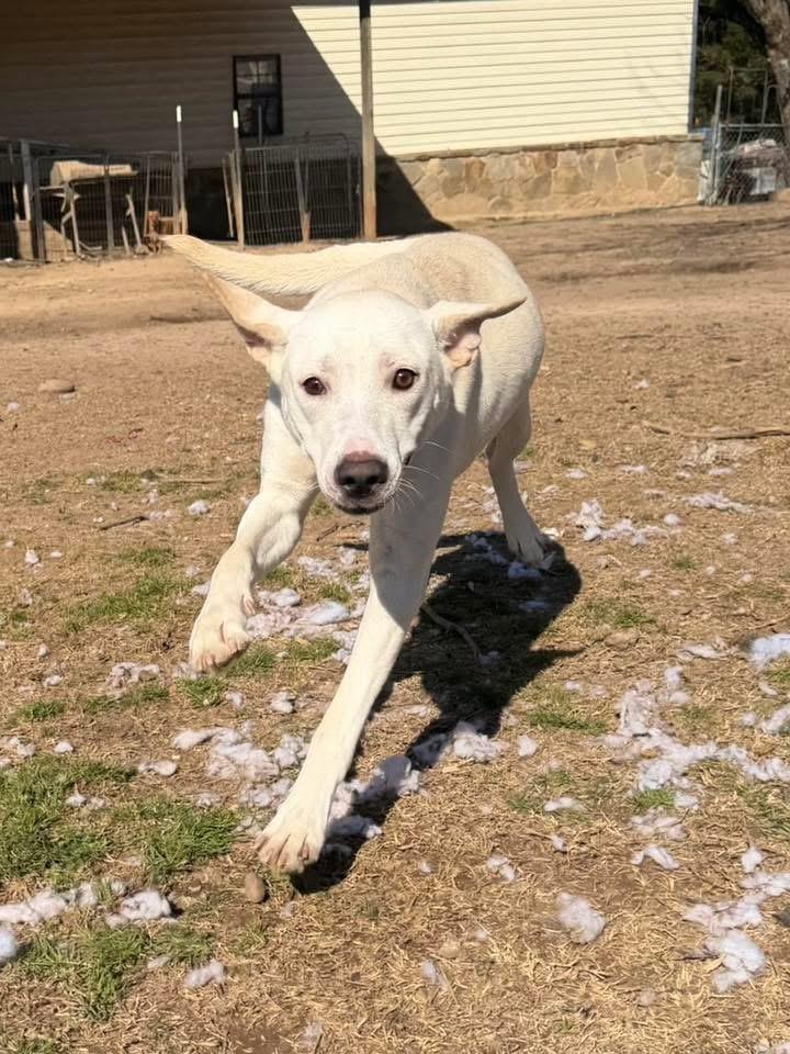 Sati, a Adoptable mixed breed in Calera, AL image 5/6