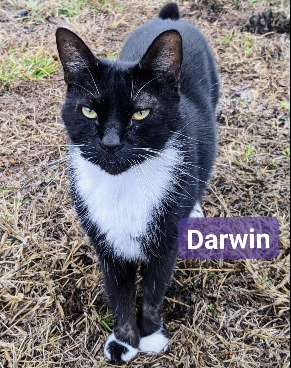 Darwin, a Adoptable mixed breed in Spring Hill, FL image 1/4