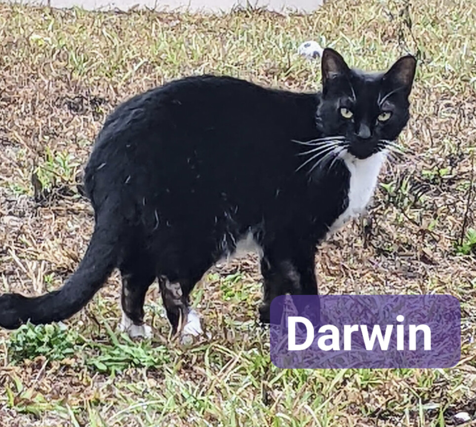 Darwin, a Adoptable mixed breed in Spring Hill, FL image 2/4